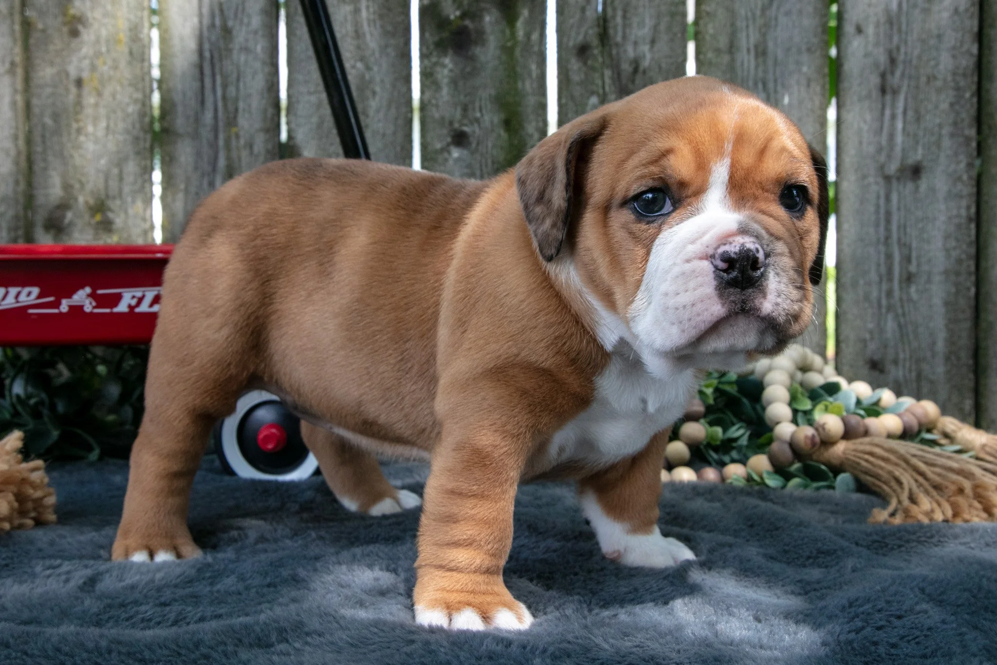 Trina - $1,900