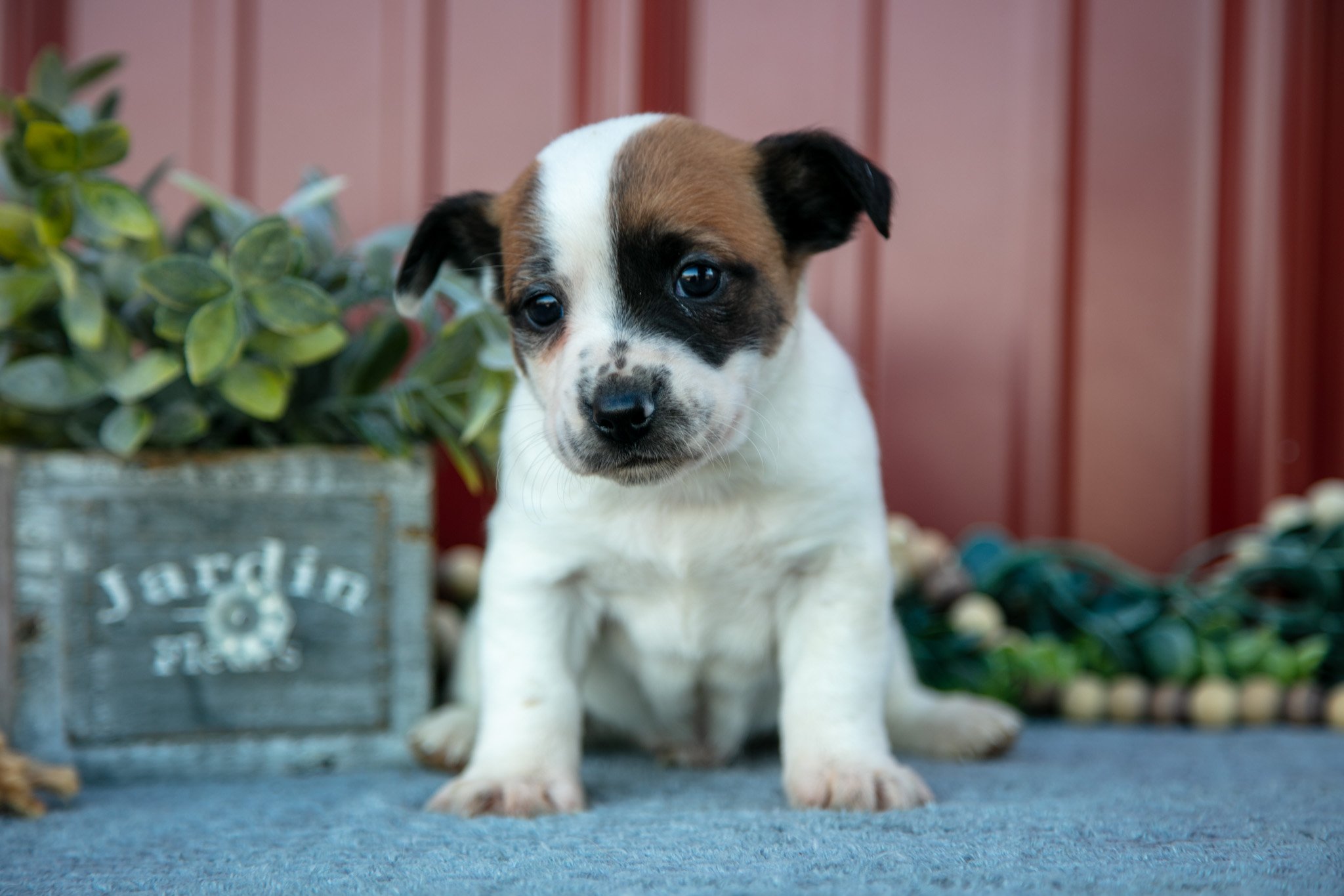 Grady - $300