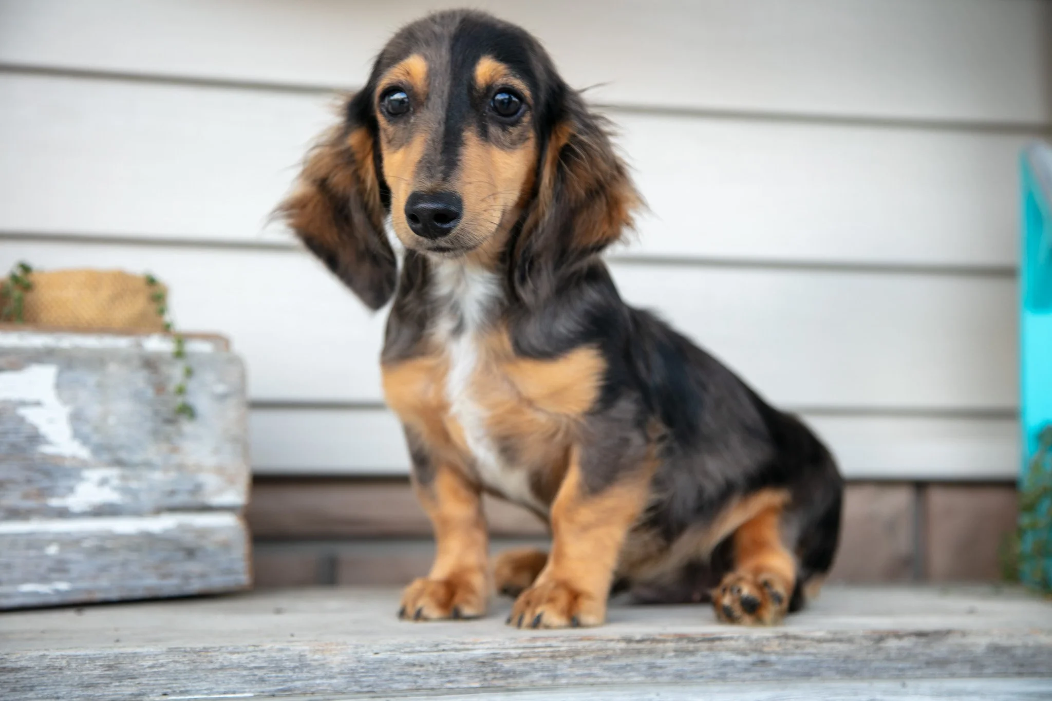 Jasper - $850