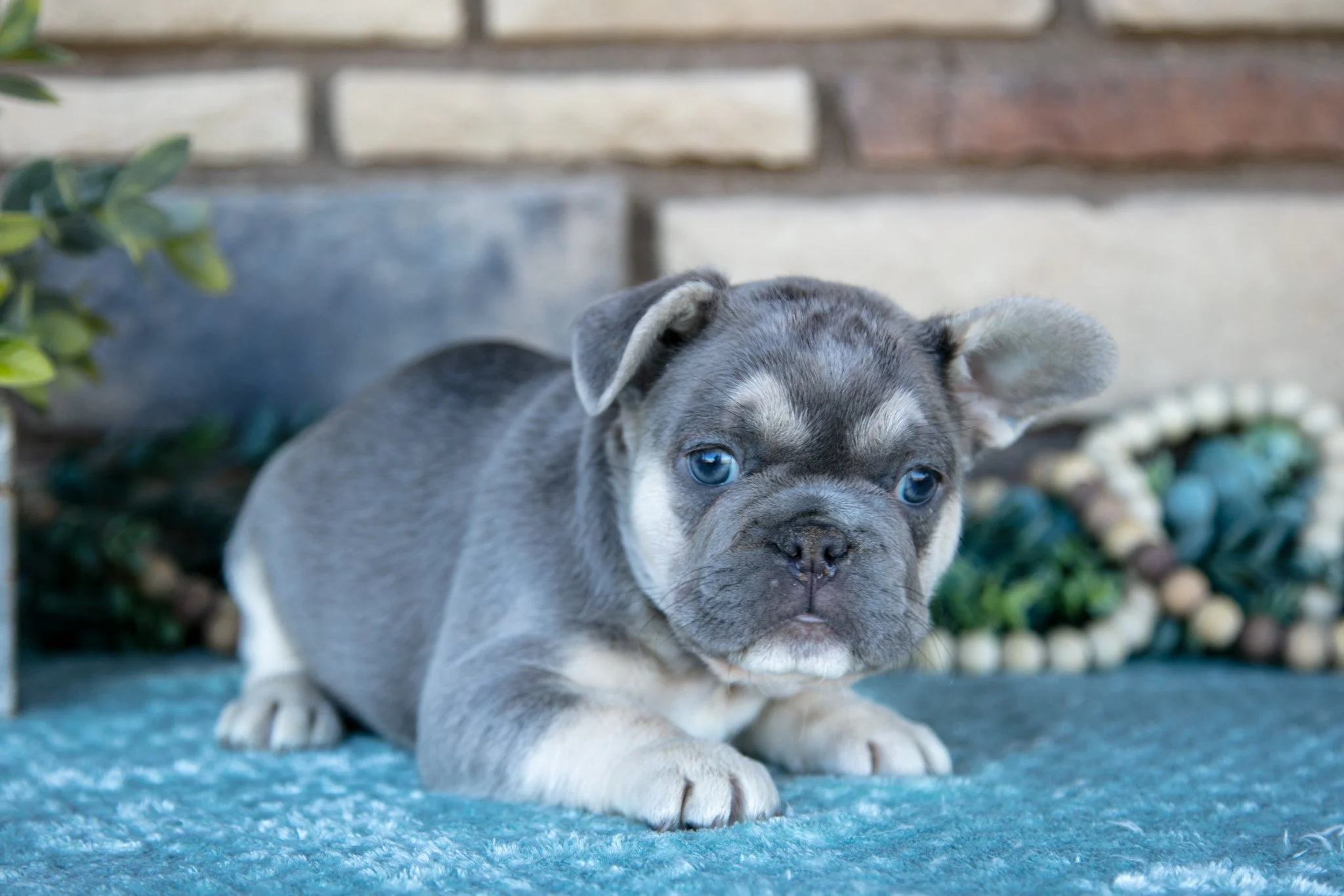 Zeus - $1,500