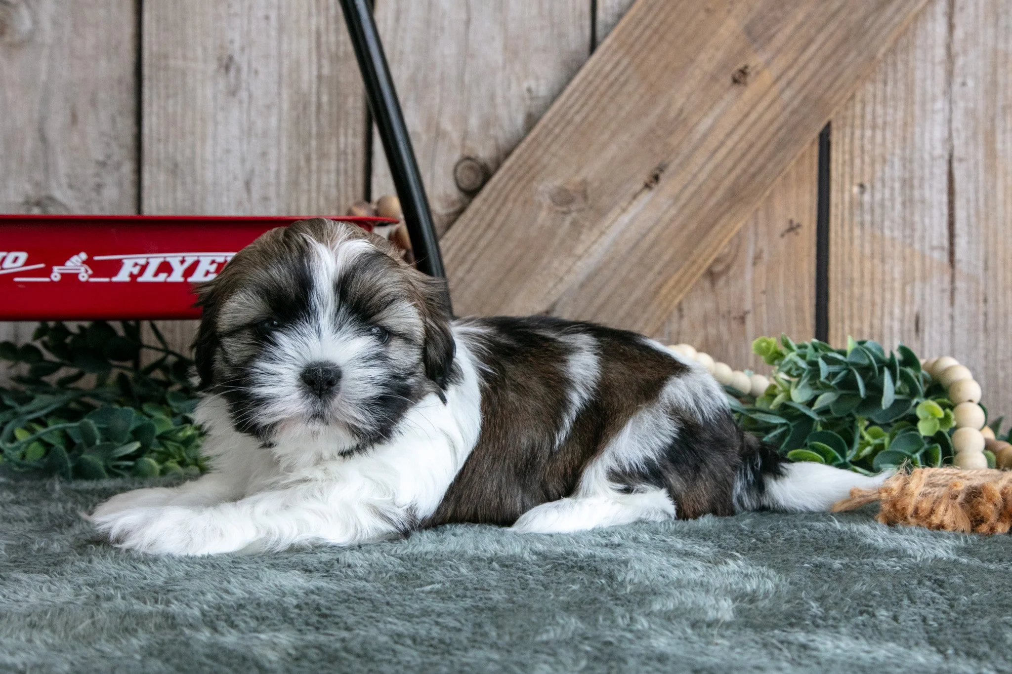 Joey - $600