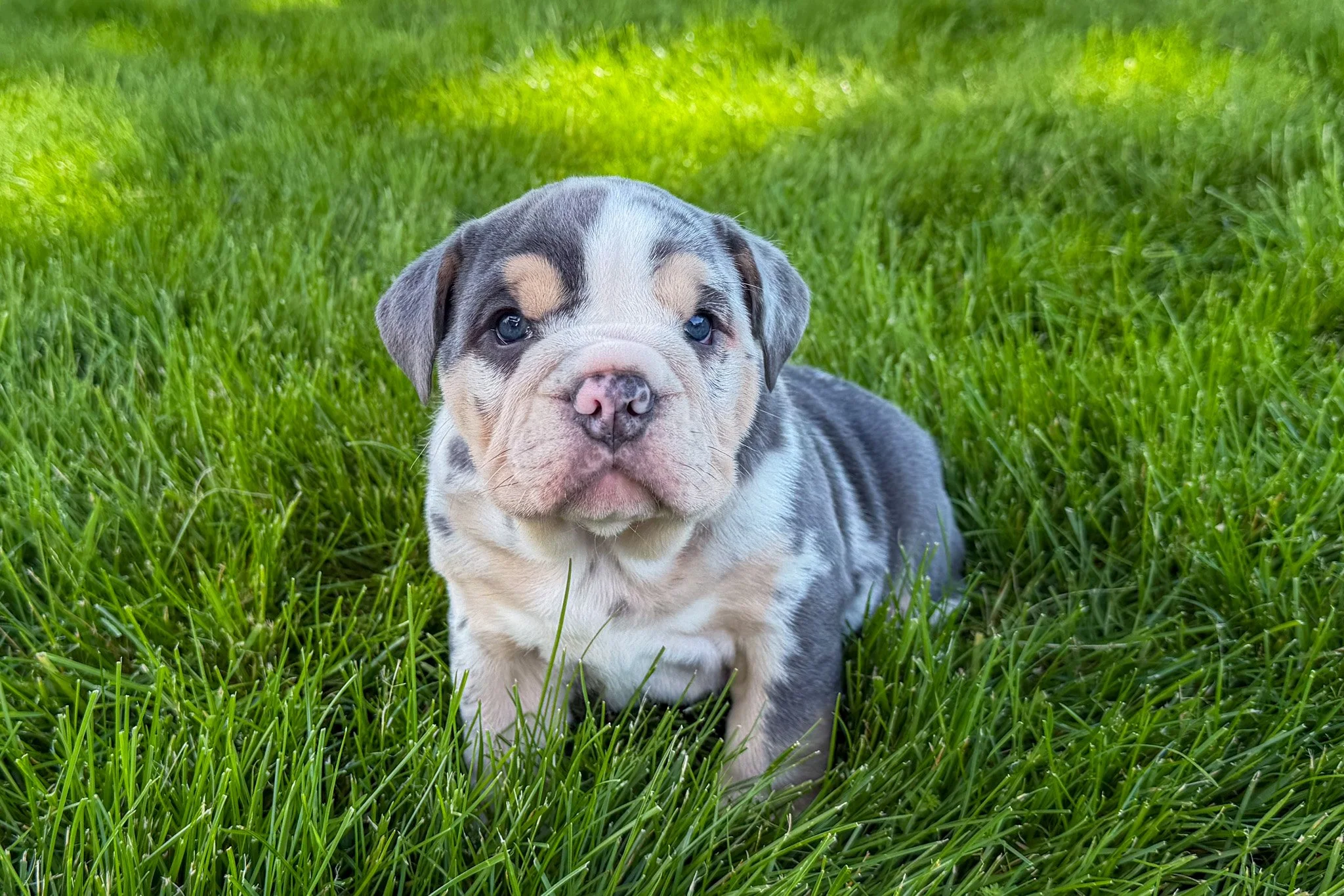 Jackie - $1,500