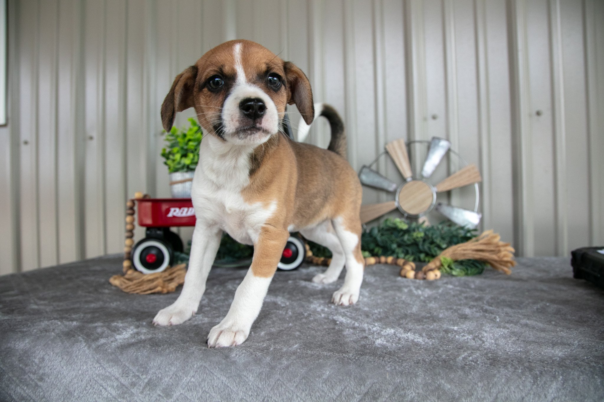 Trixie - $250