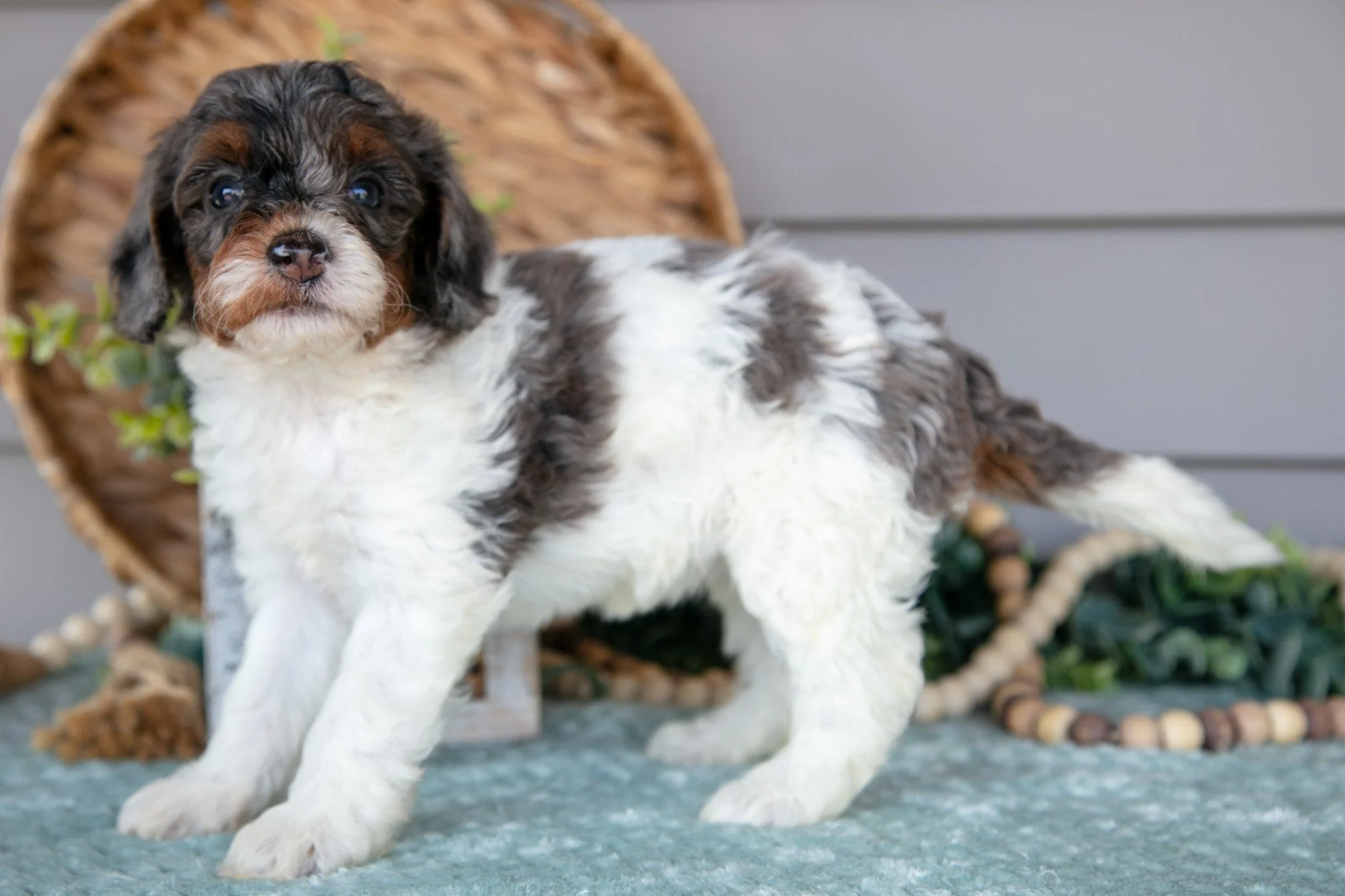 Trudy - $895