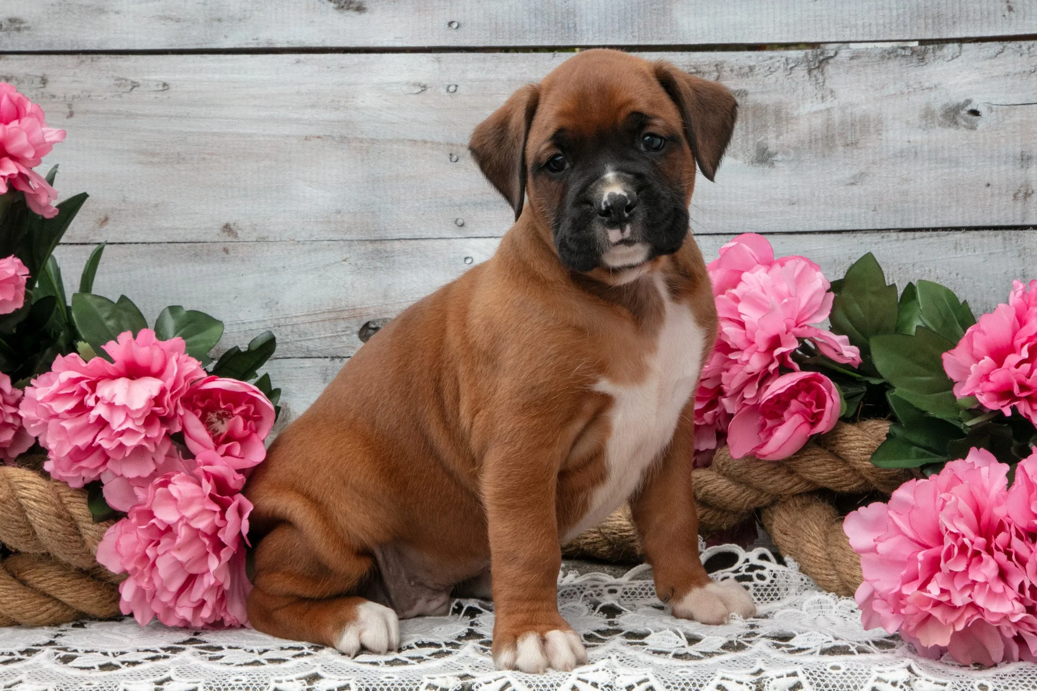 Buster - $895