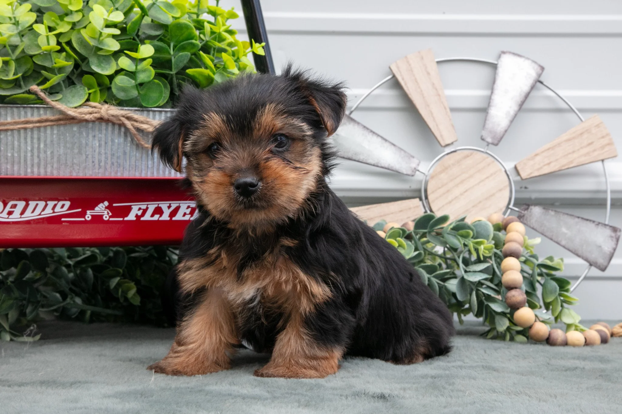 Jake - $550