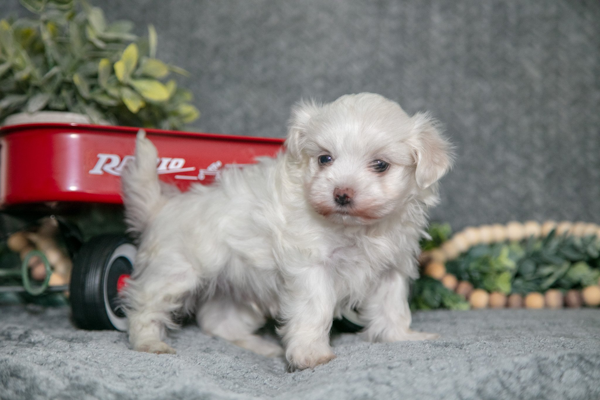 Snowball - $695
