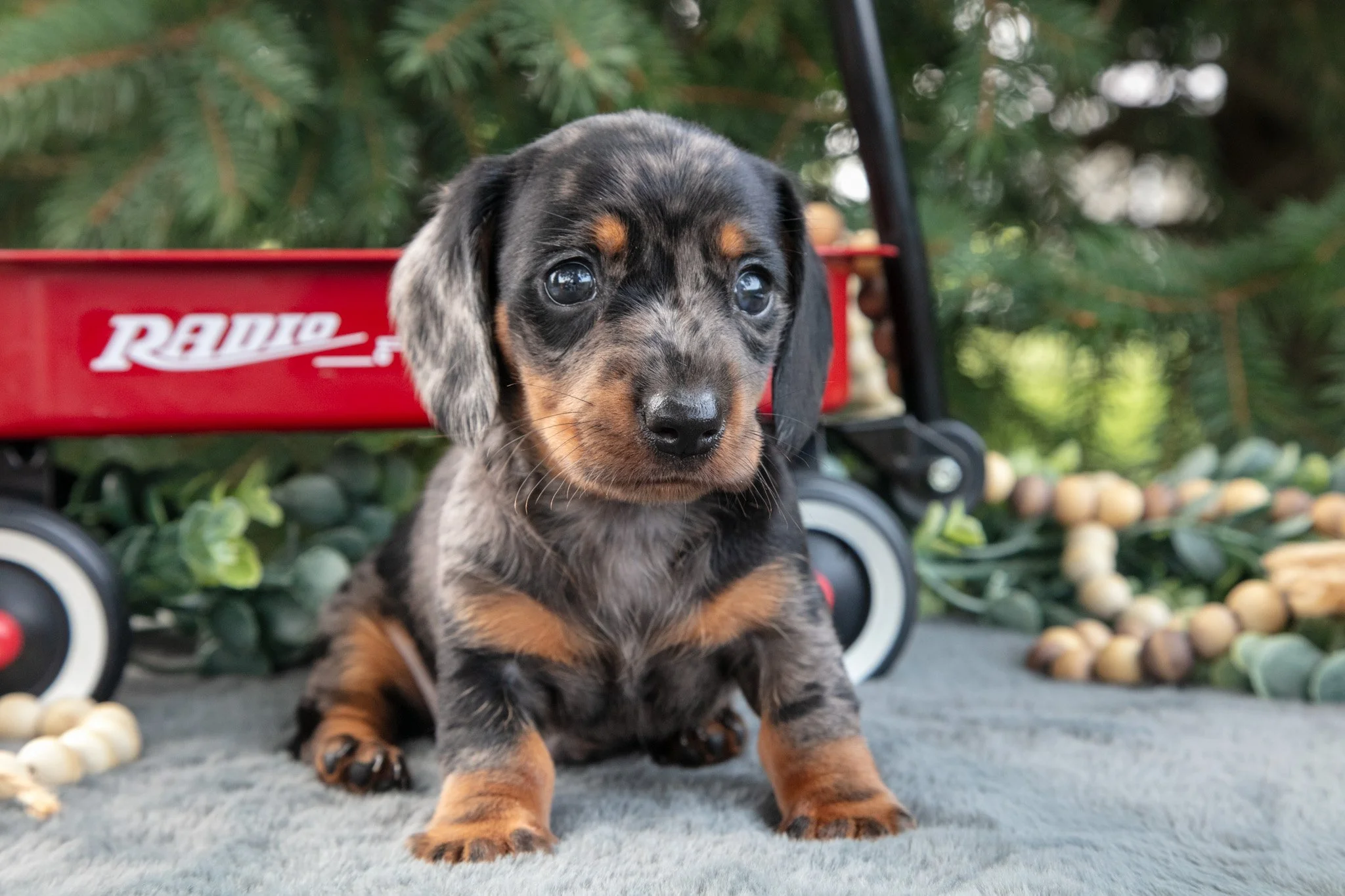 Otto - $1,500