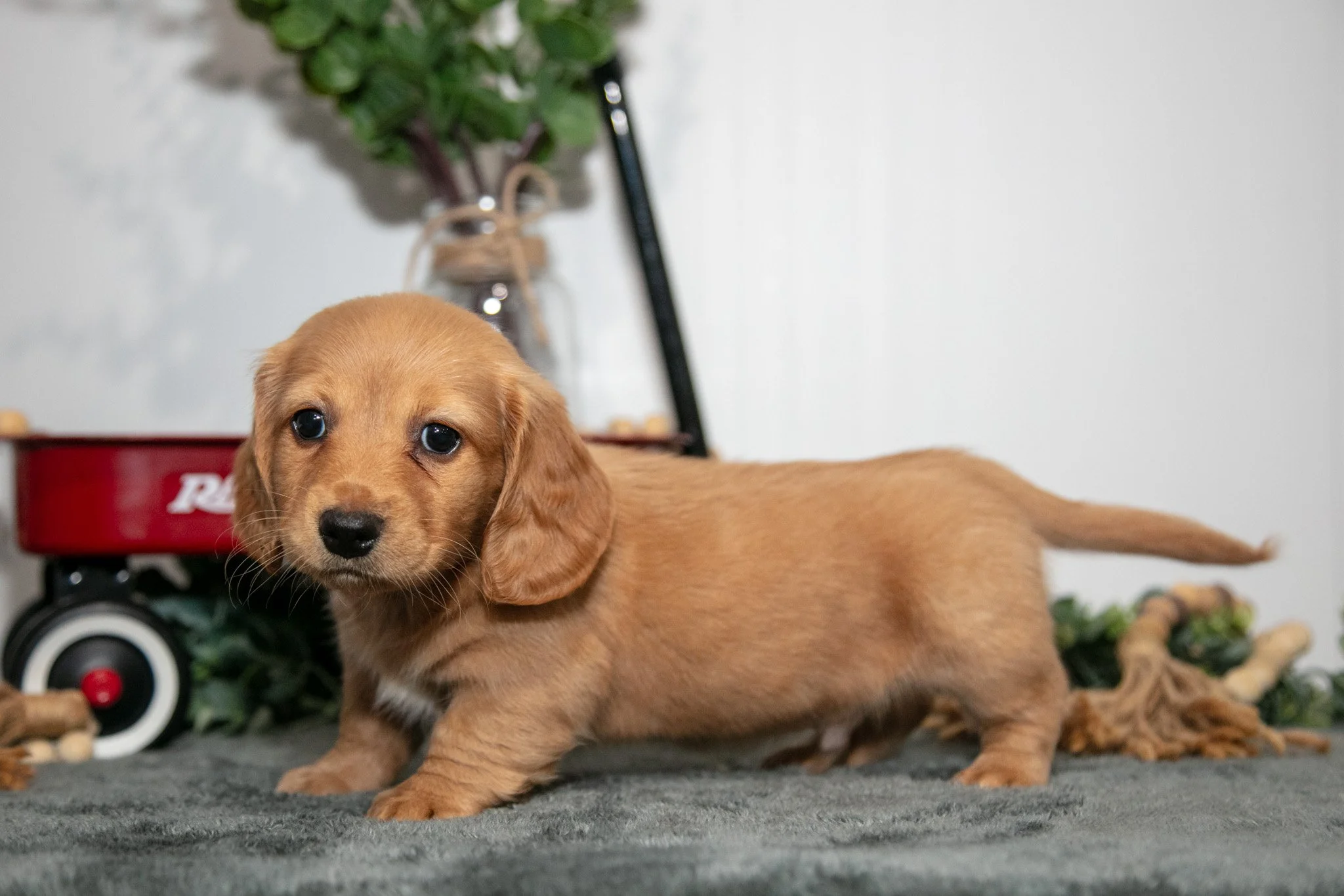 Duke - $1,800
