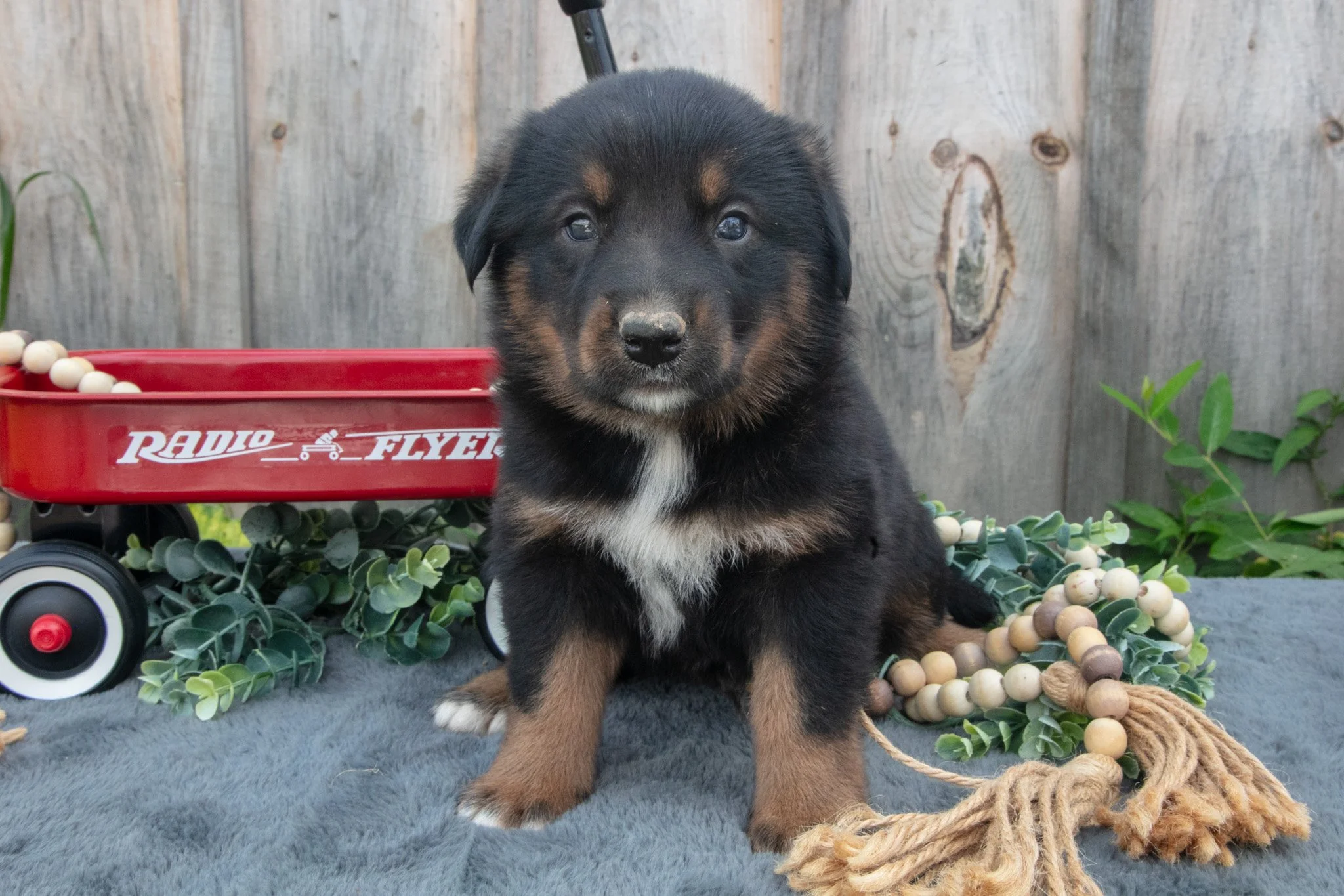 Gizmo - $600