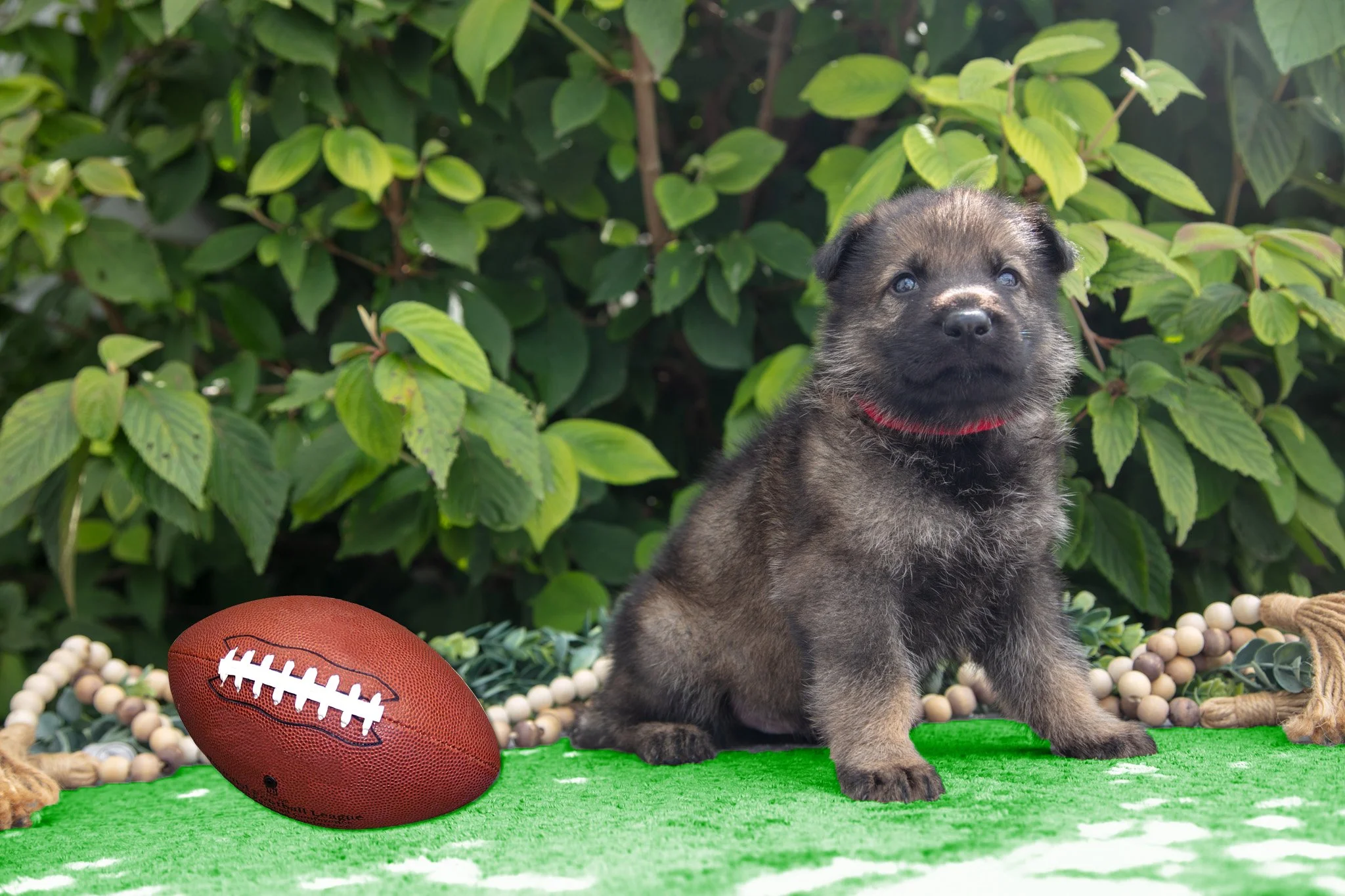 Tom - $1500