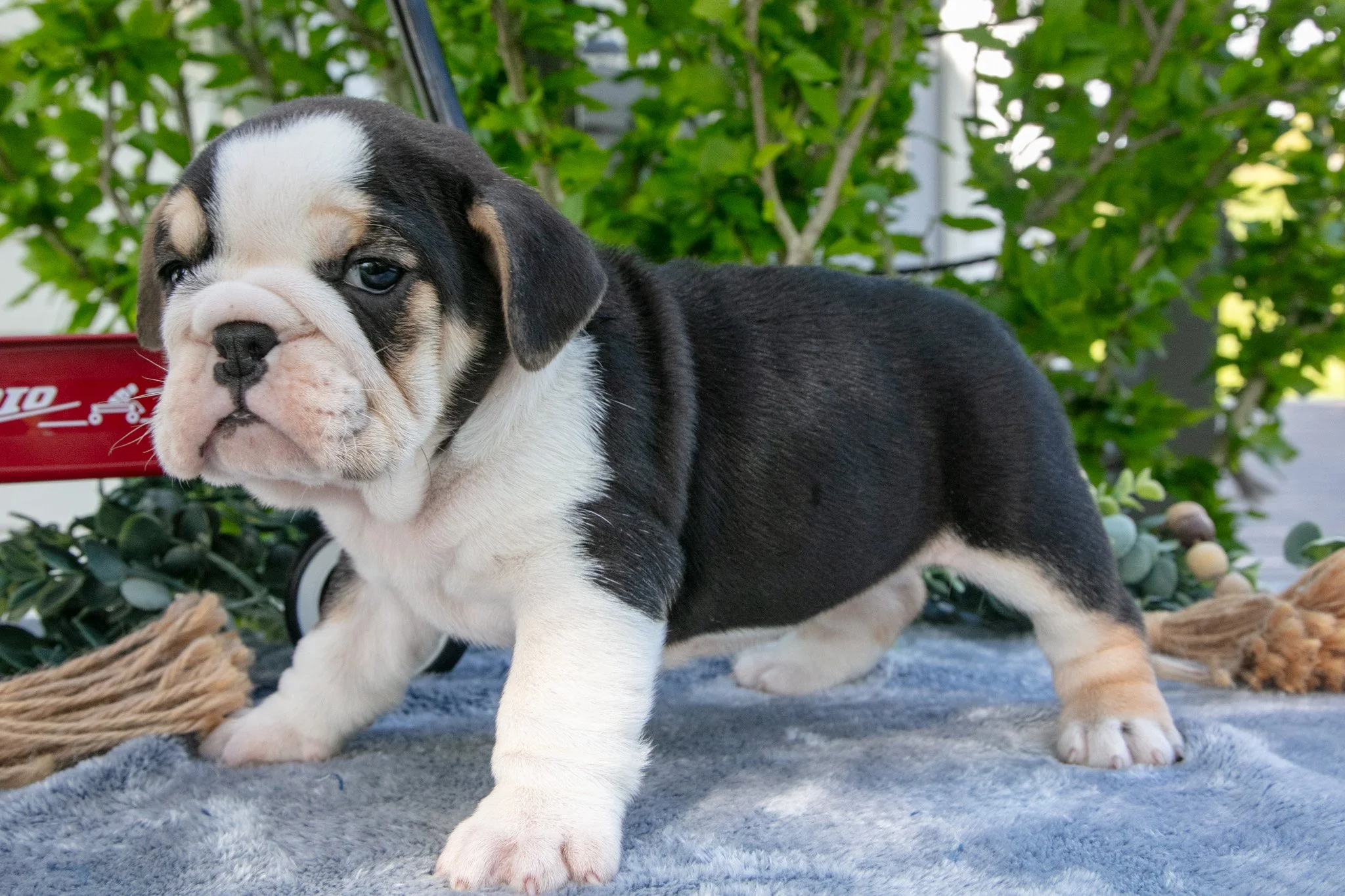 Jessie - $950