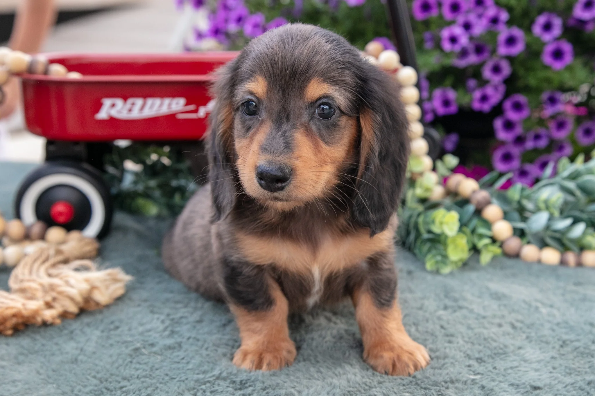 Joey - $1,300