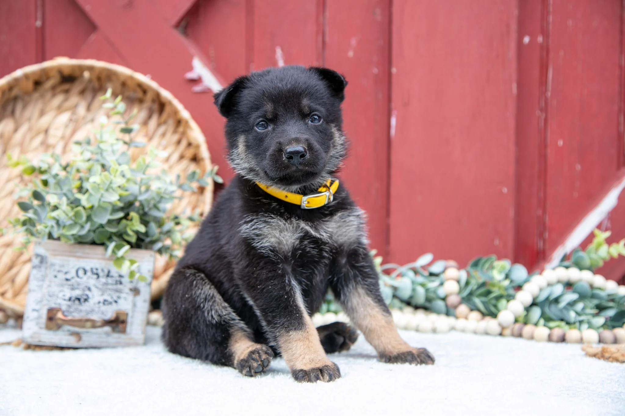 Shane - $700