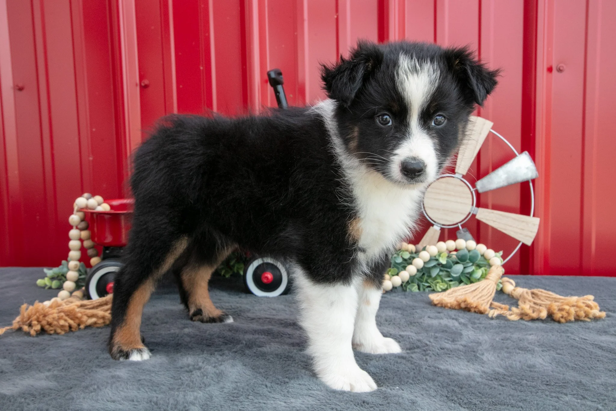 Oreo - $795
