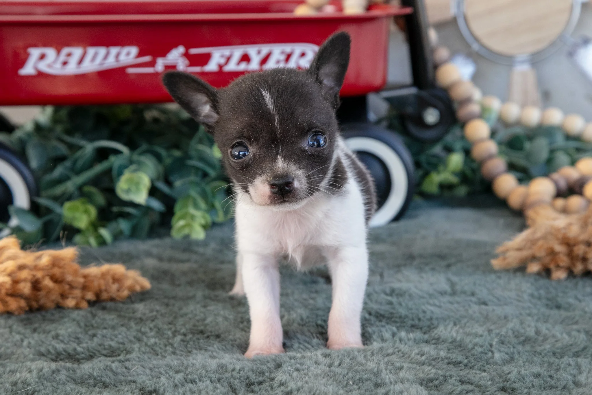 Teeny - $2,000
