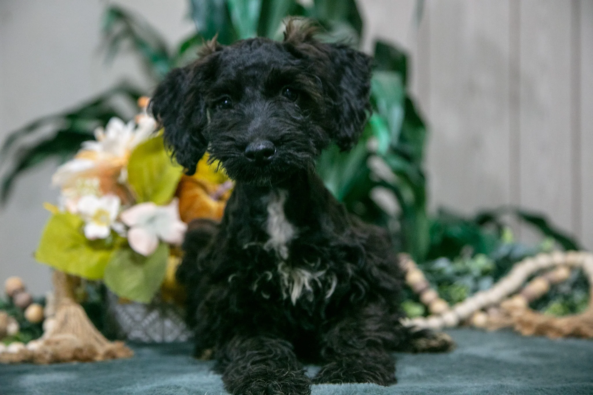 Kristy - $750