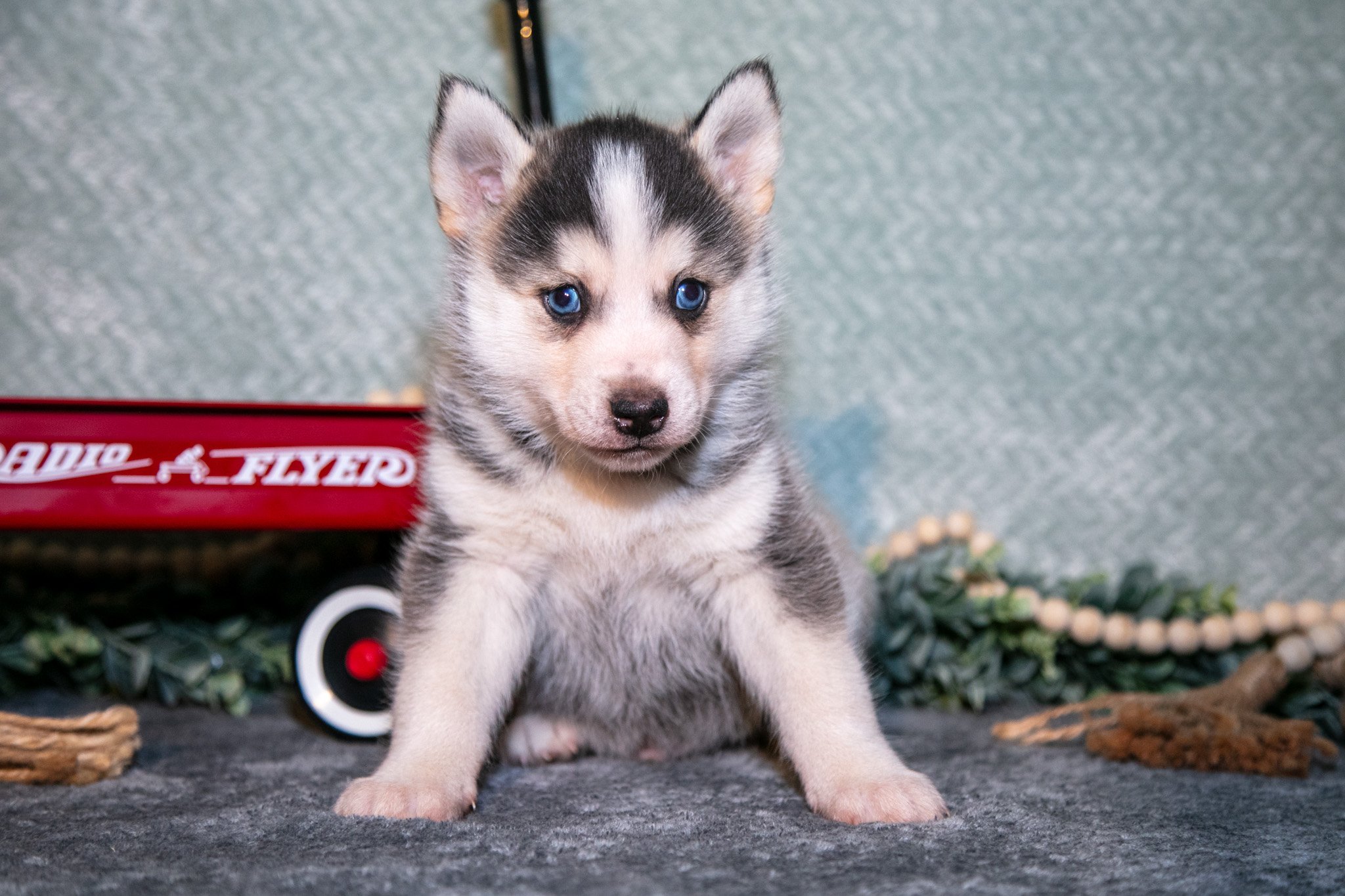 Leroy - $1200