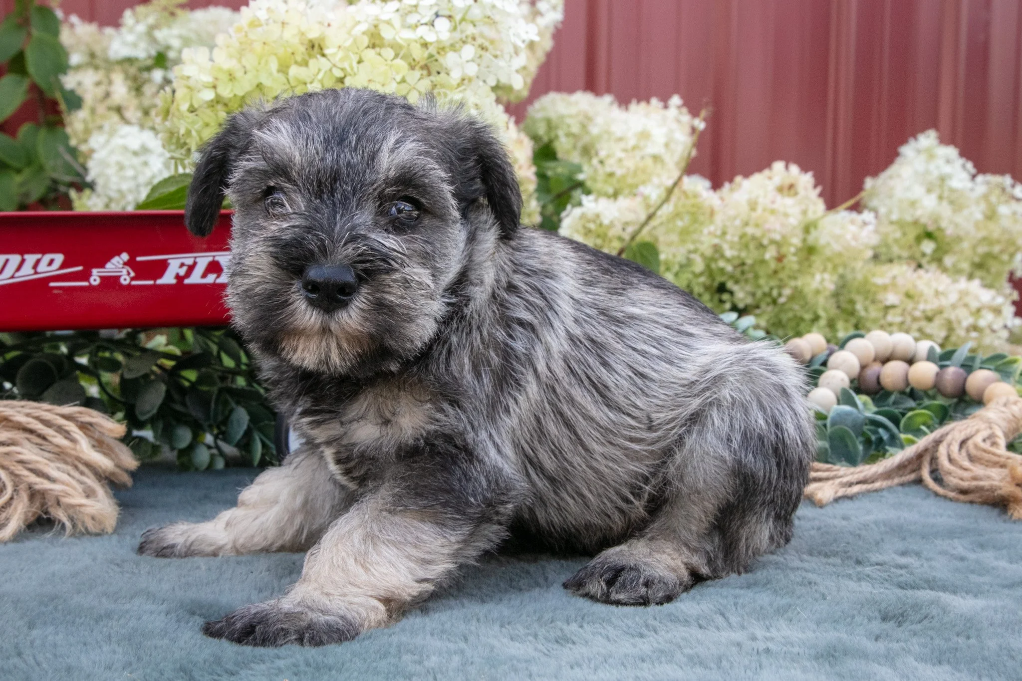Shorty - $950