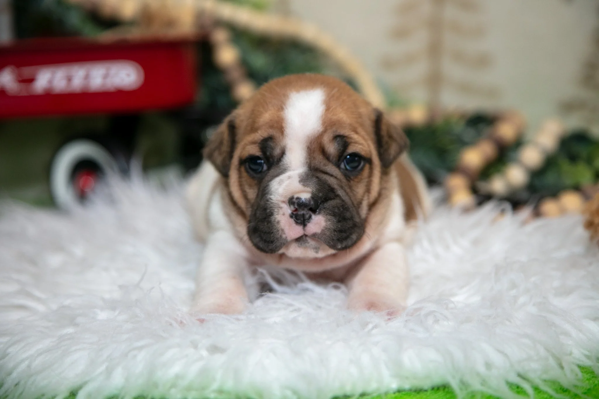 Coco - Sold