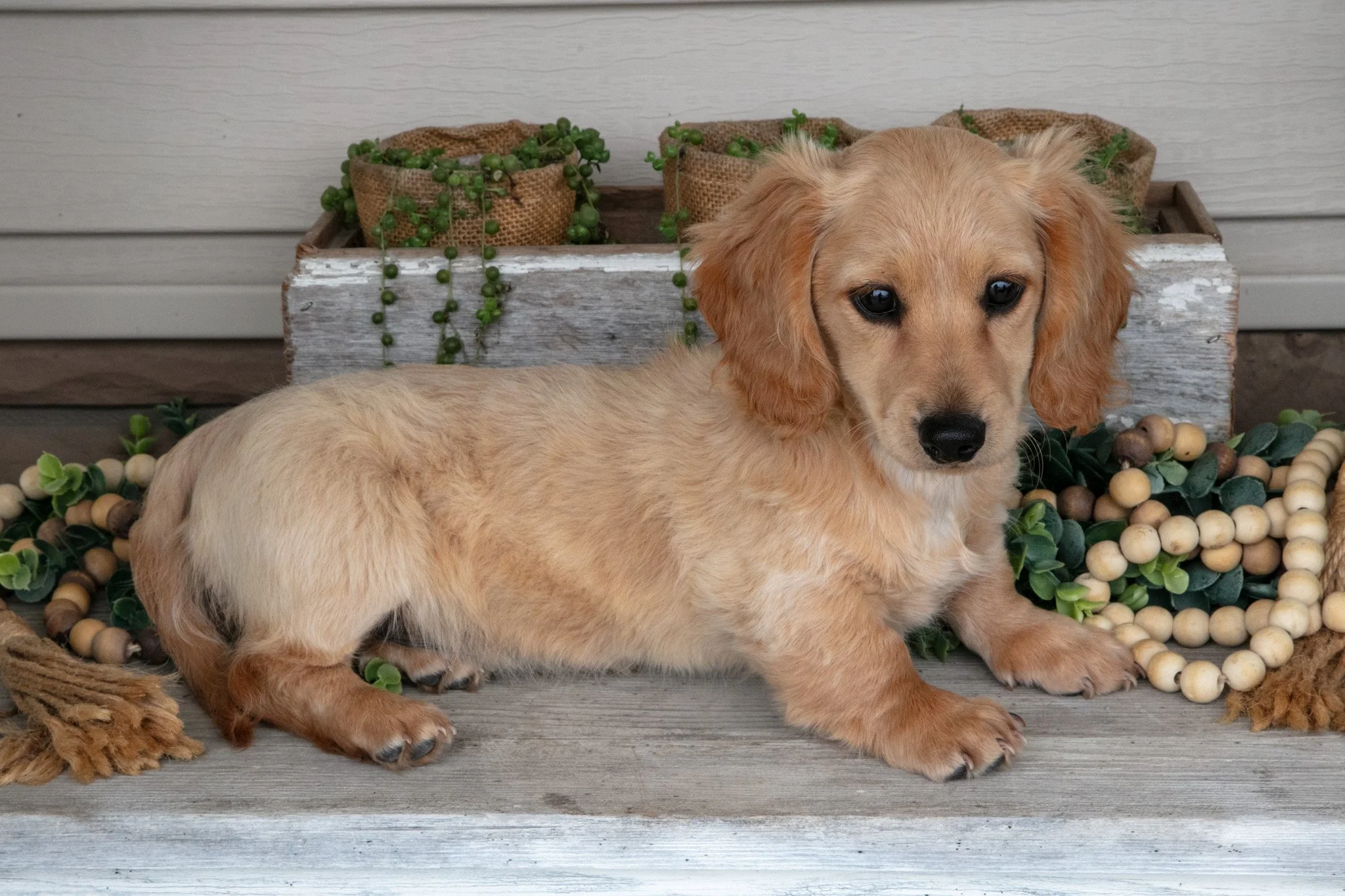 Sandy - $1,050