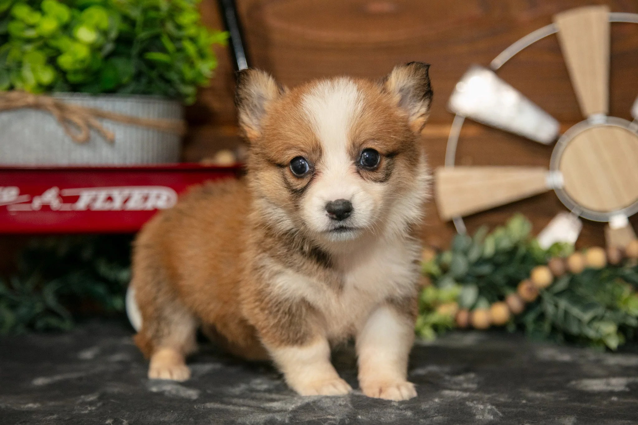BonBon - $700