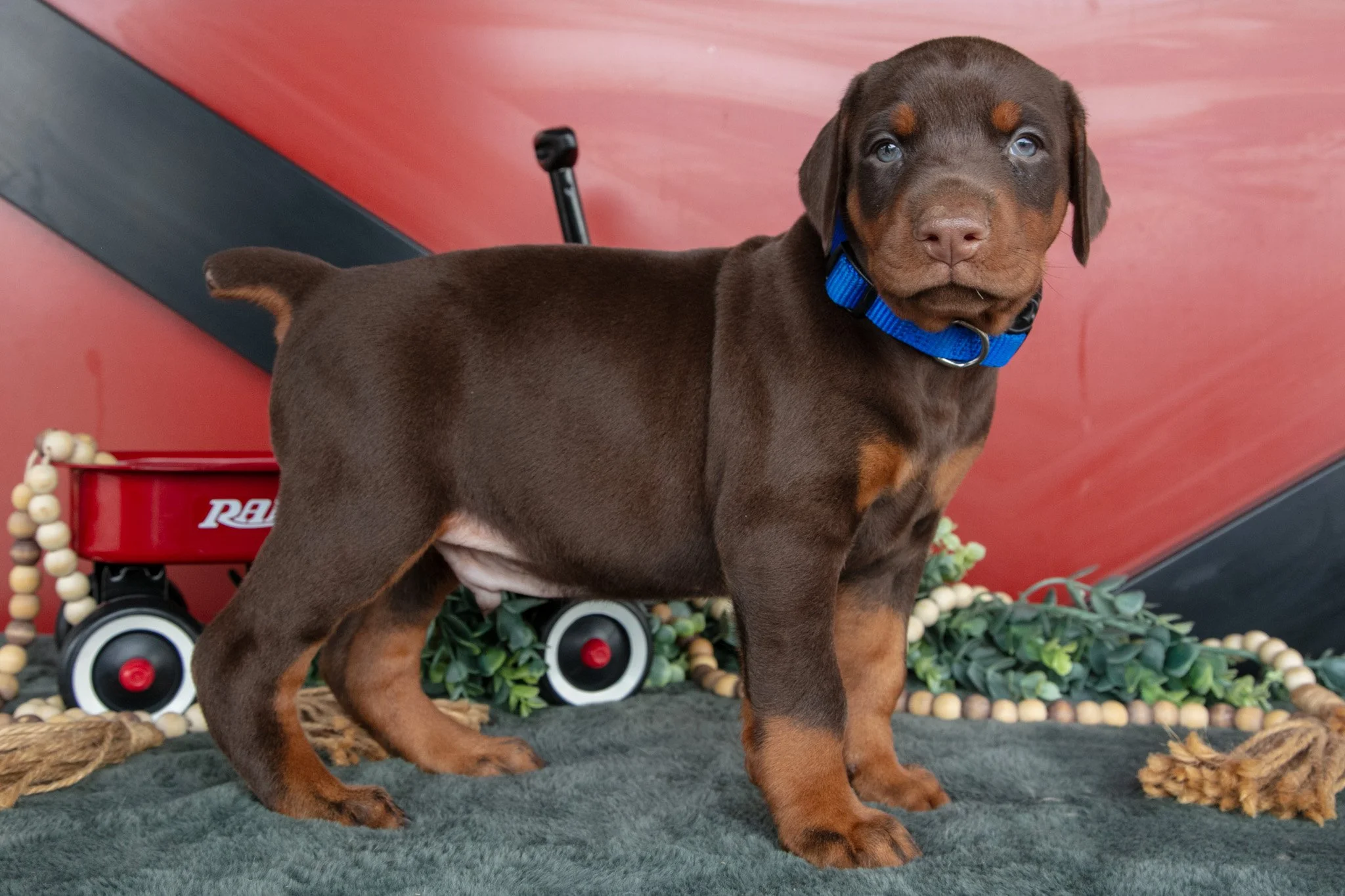 Rex - $2,500