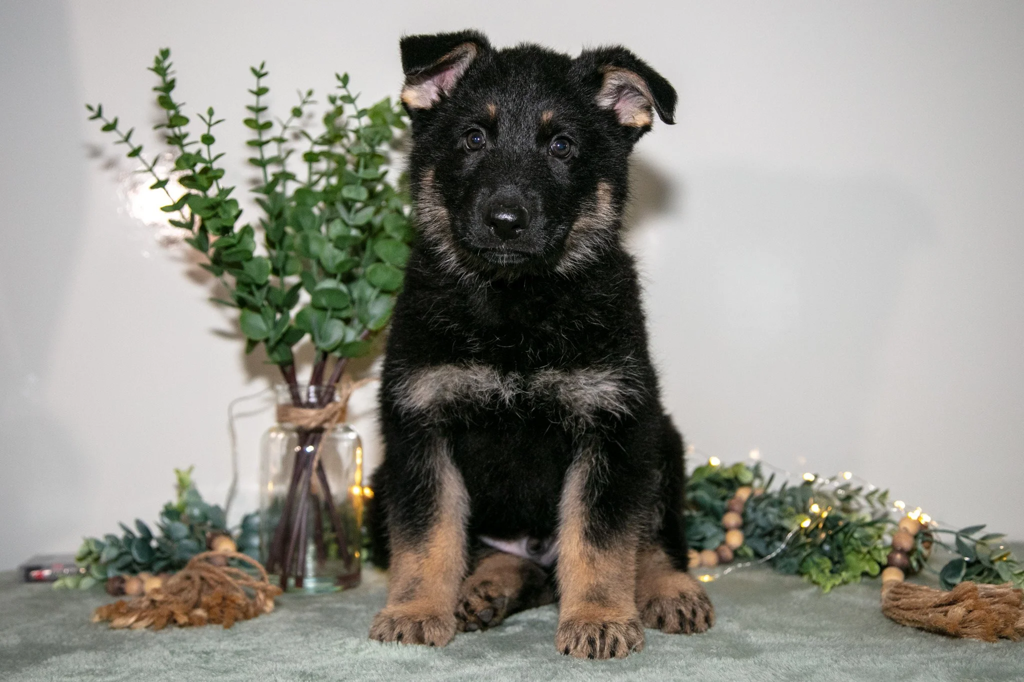 Jax - $1,300