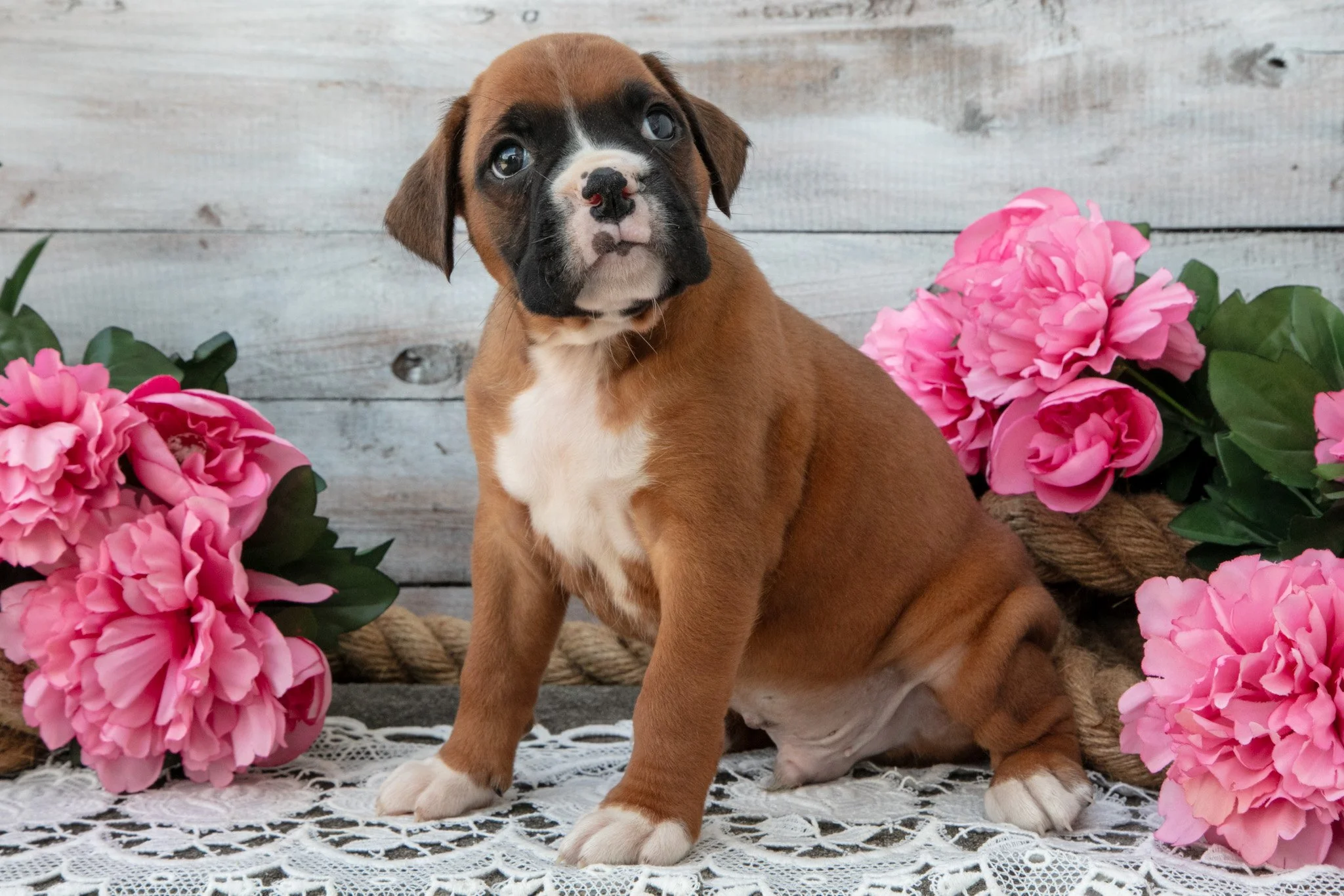 Benji - $895