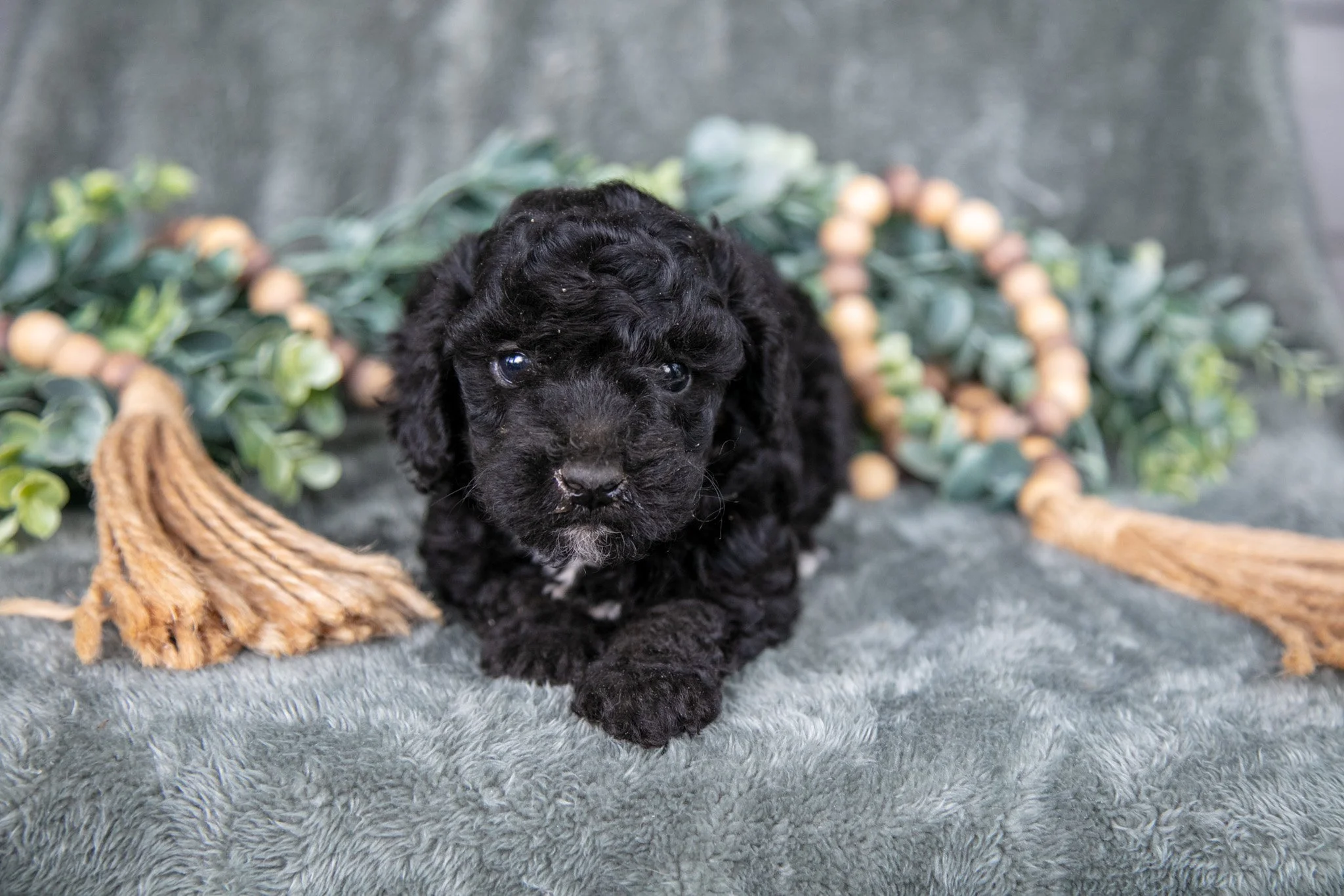 Margo - $500