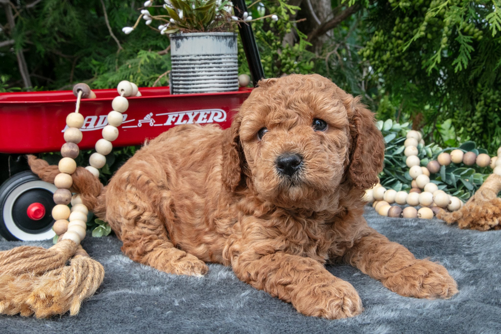 Stanley - $695