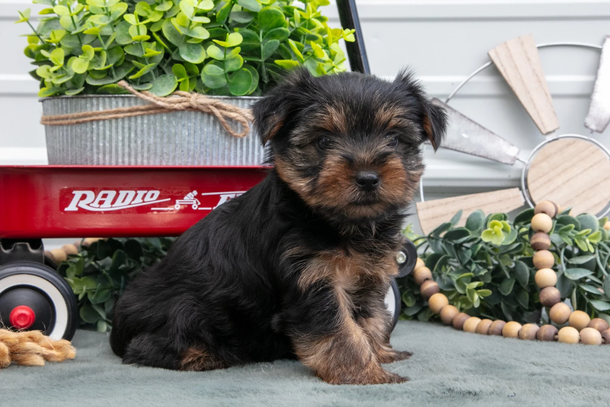Jett - $550