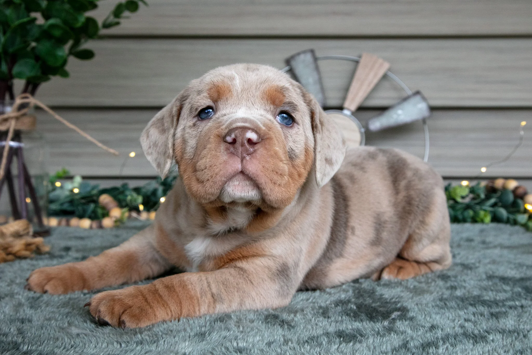 Suki - $2,000