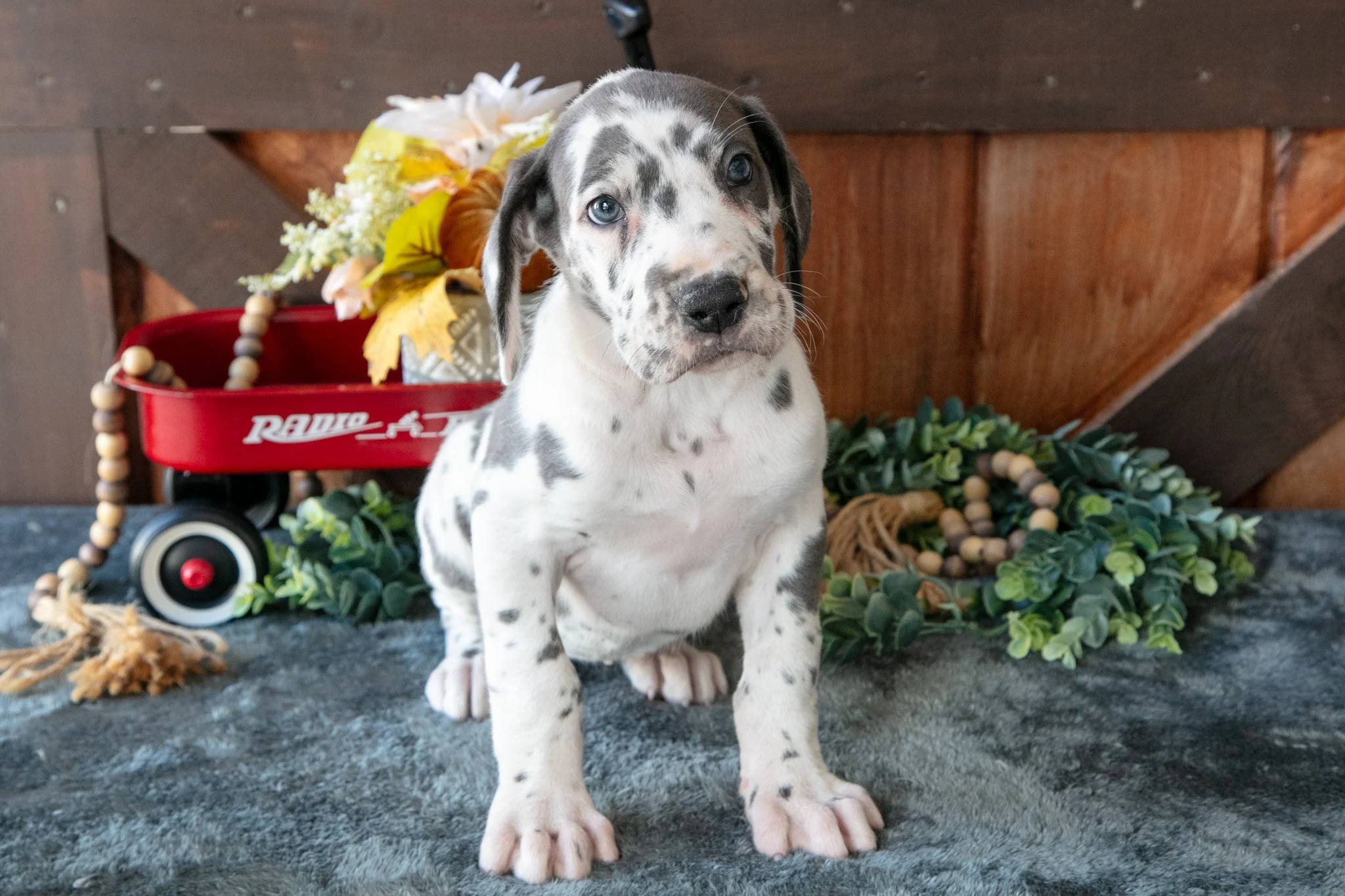Sweetie - $1,695