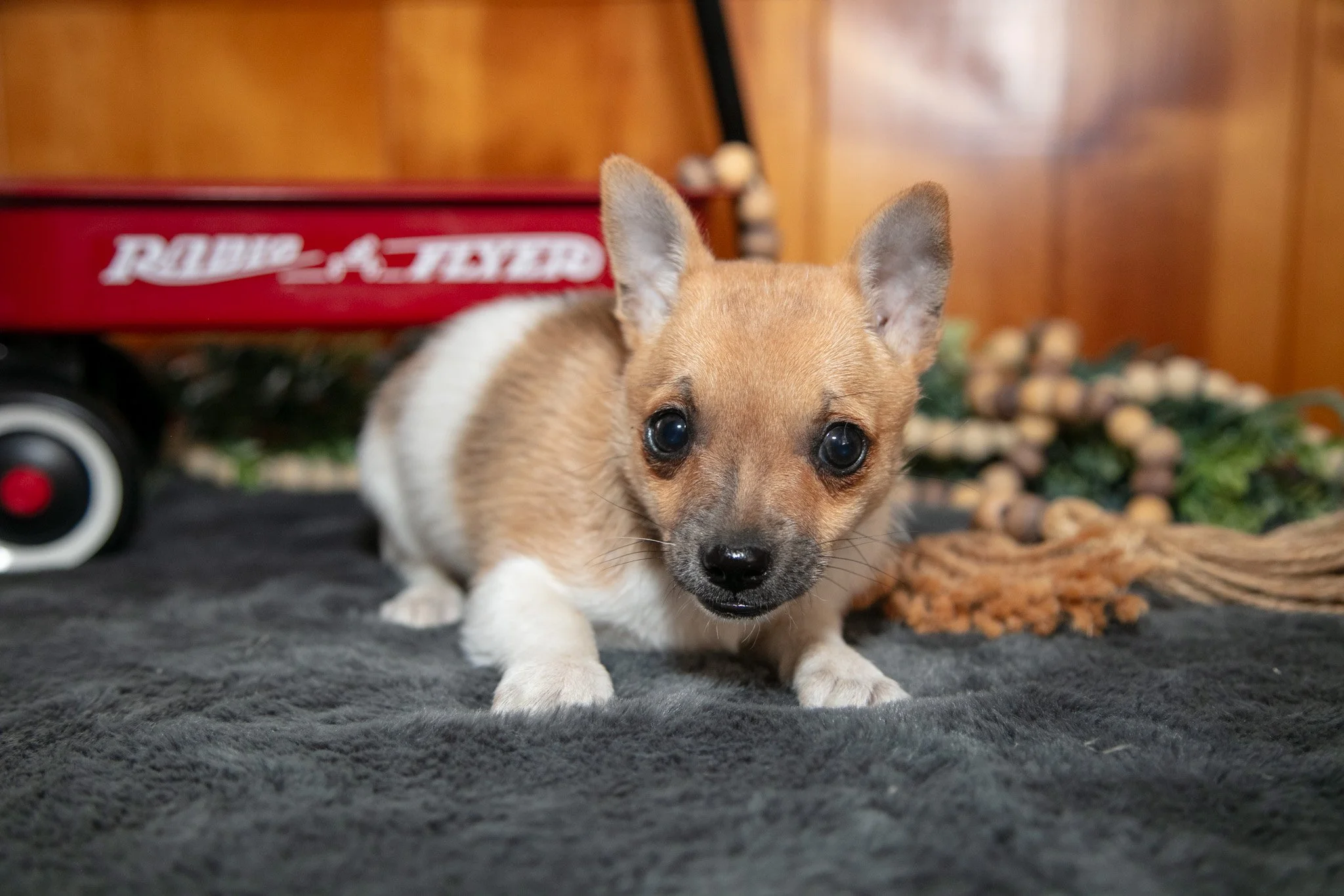 Addison - $600