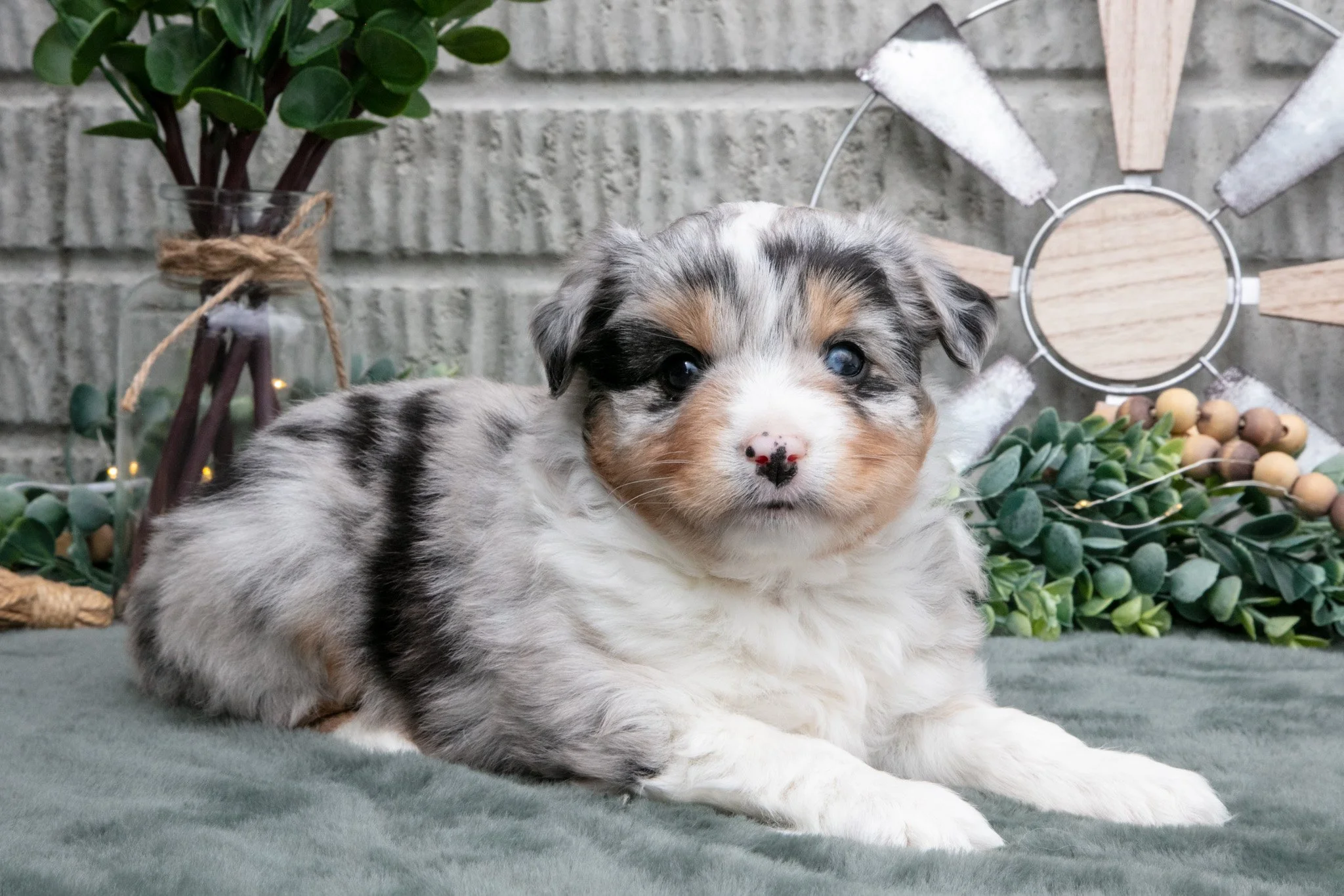 Lucy - $900