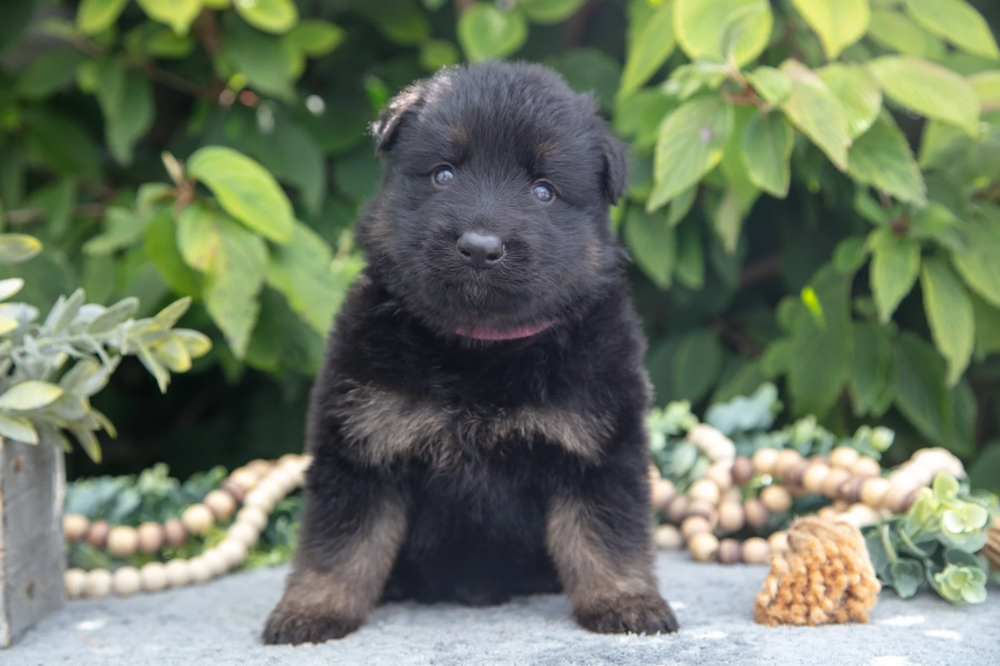 Faith - $1200