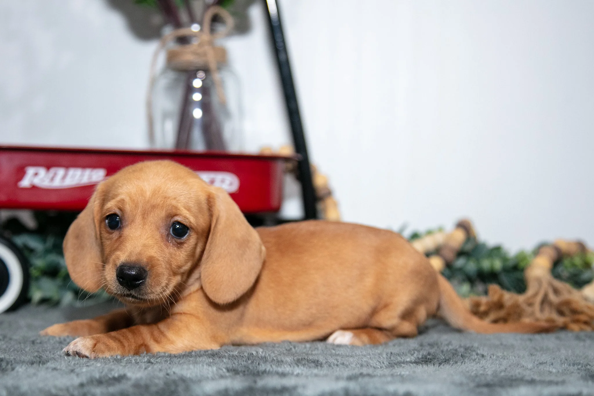 Duchess - $1,300
