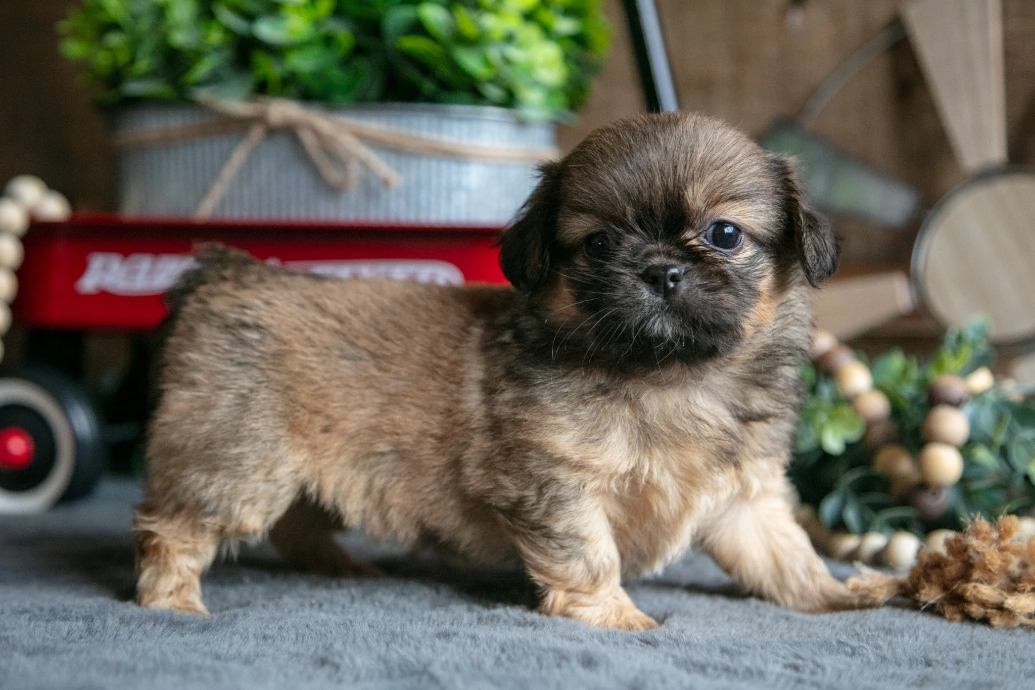 Pekingese