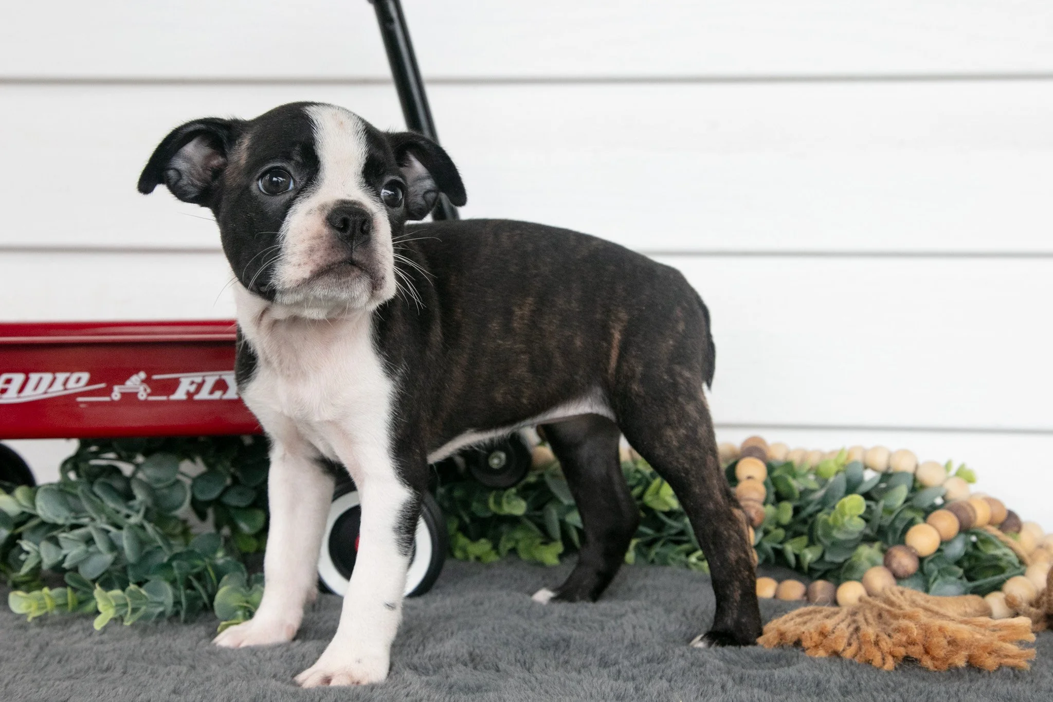 Petunia - $695