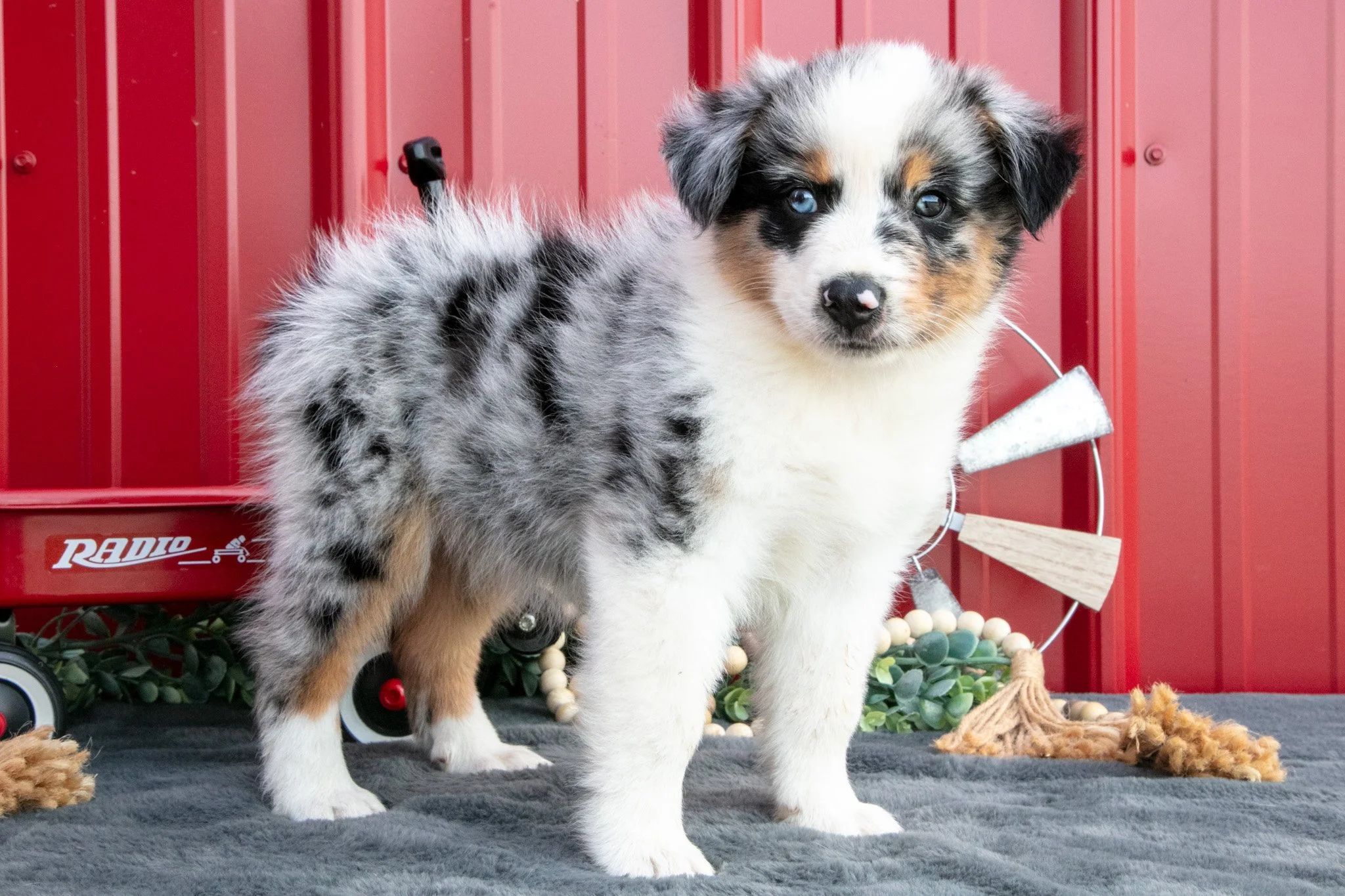 Buster - $795