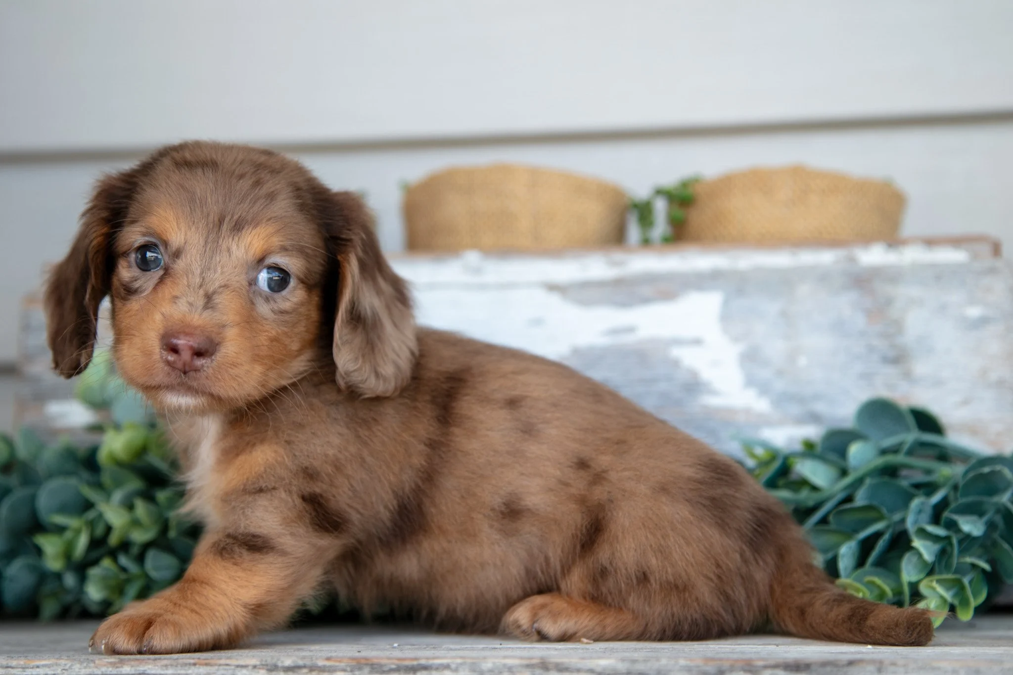 Calypso - $2000