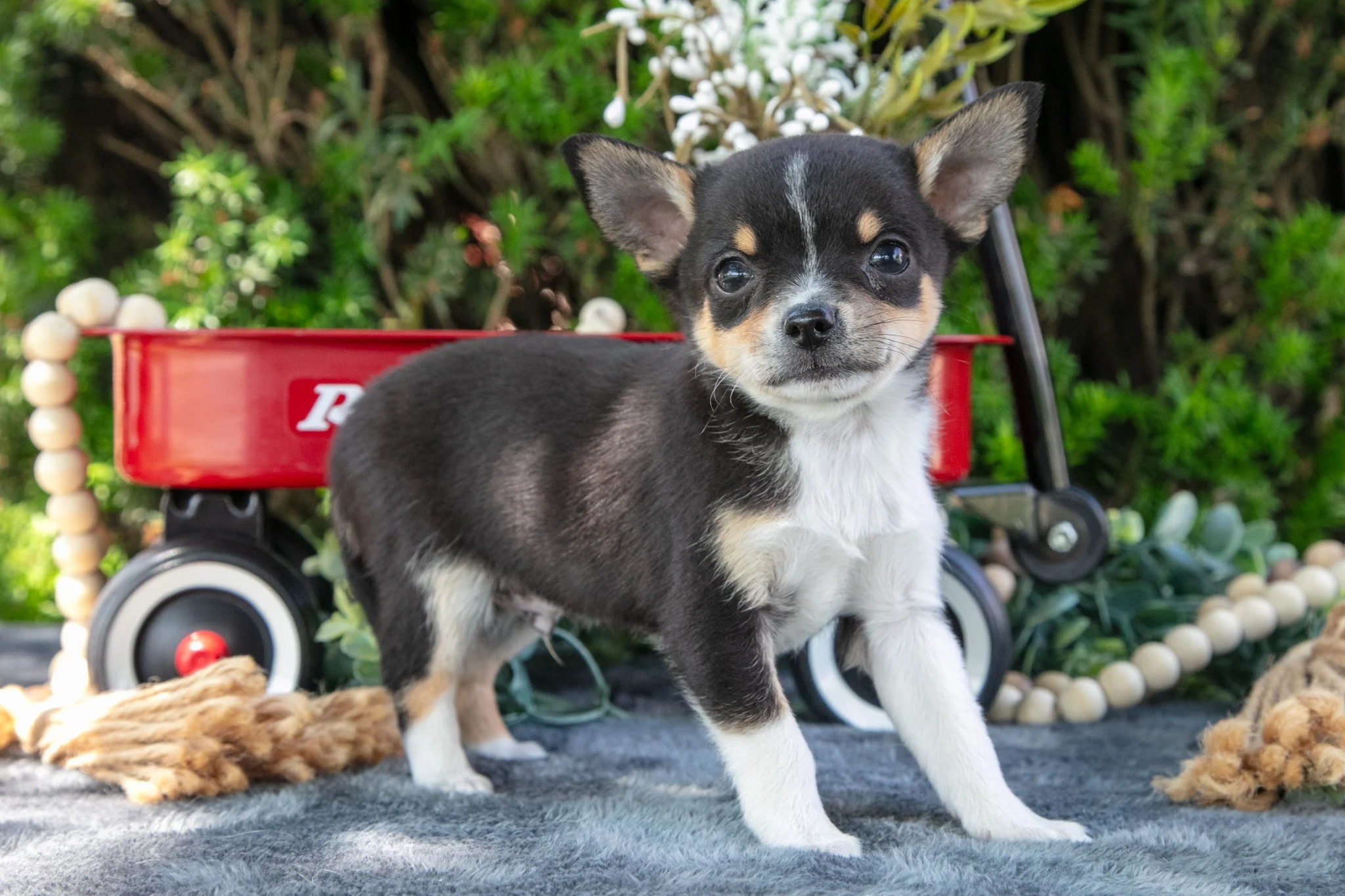 Peanut - $900