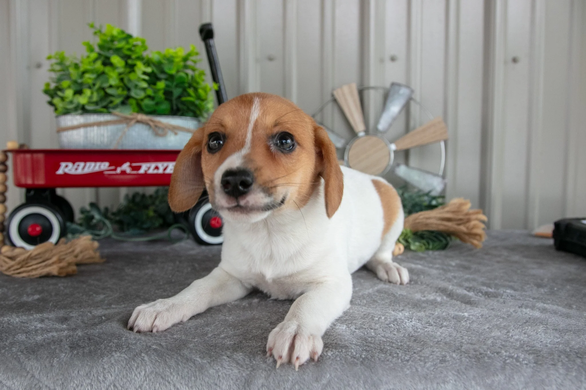 Sandy - $250