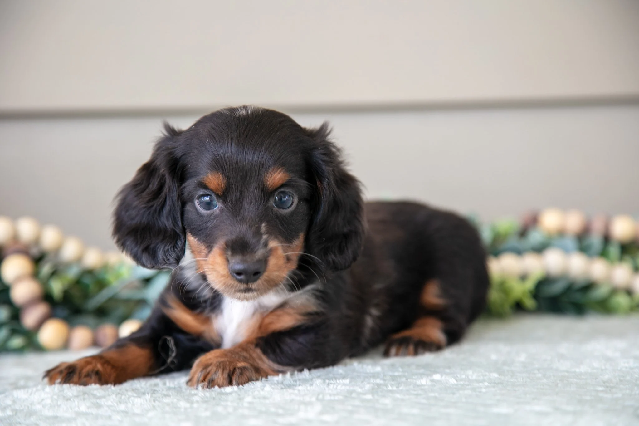 Allie - $1800