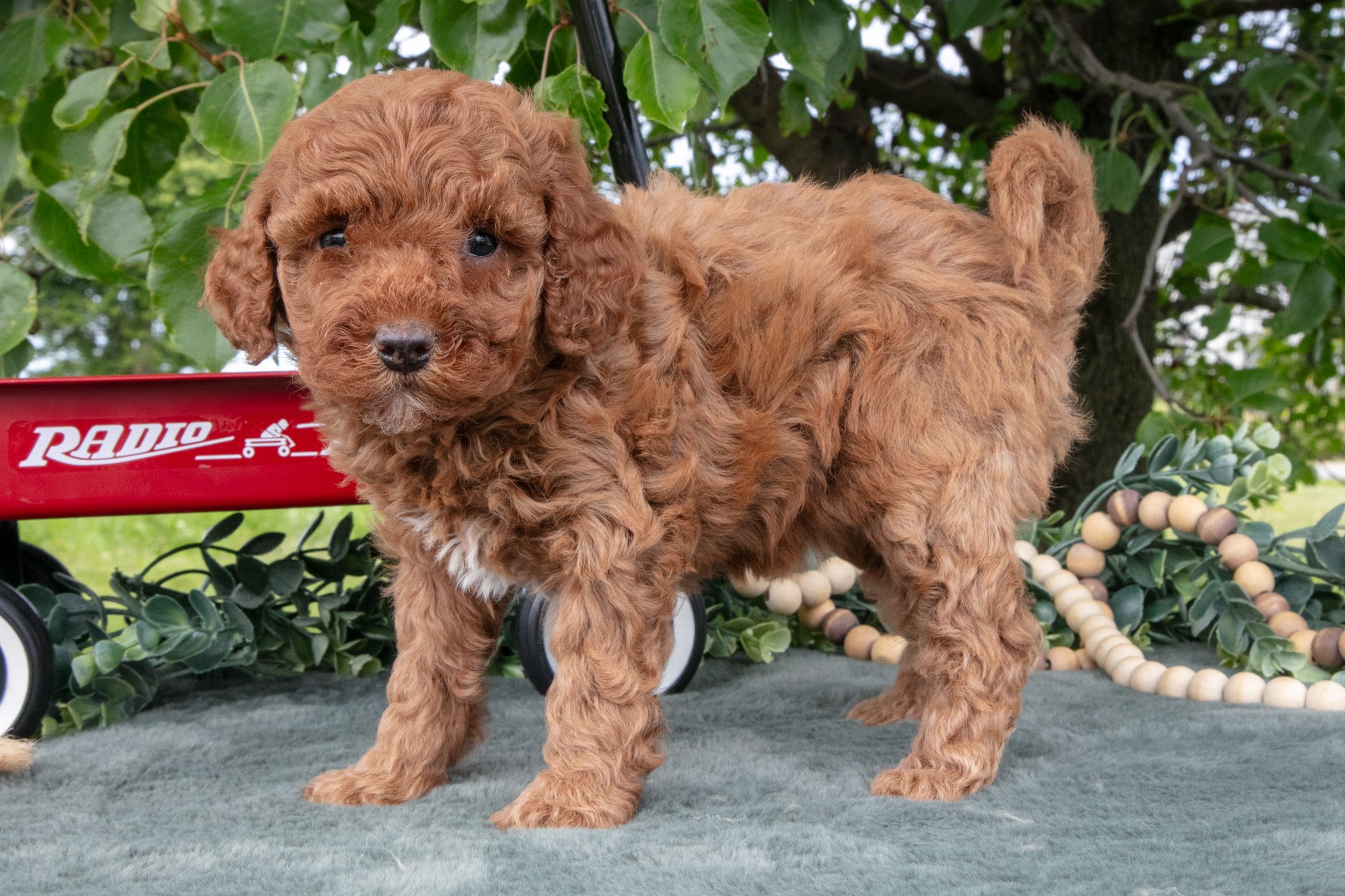 Sadie - $650