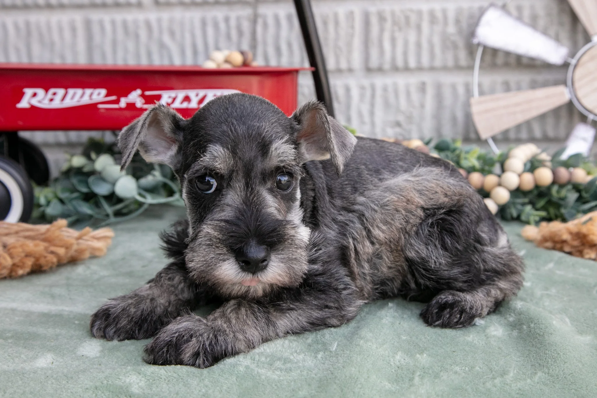 Toby - Sold