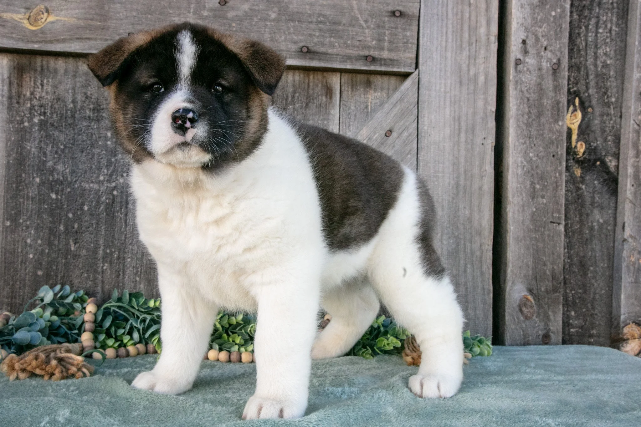 Savanah - $700