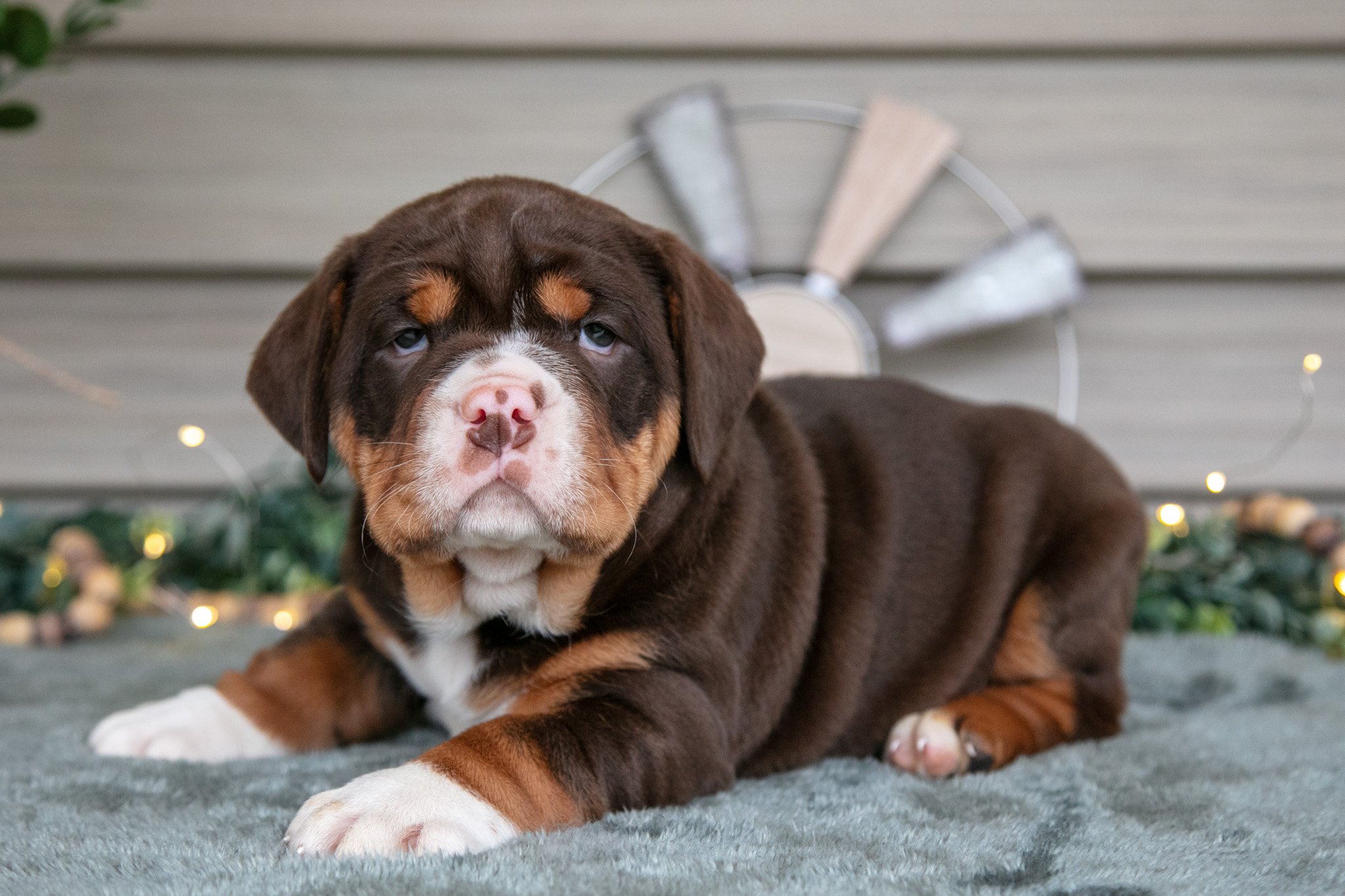 Sassy - $1,500