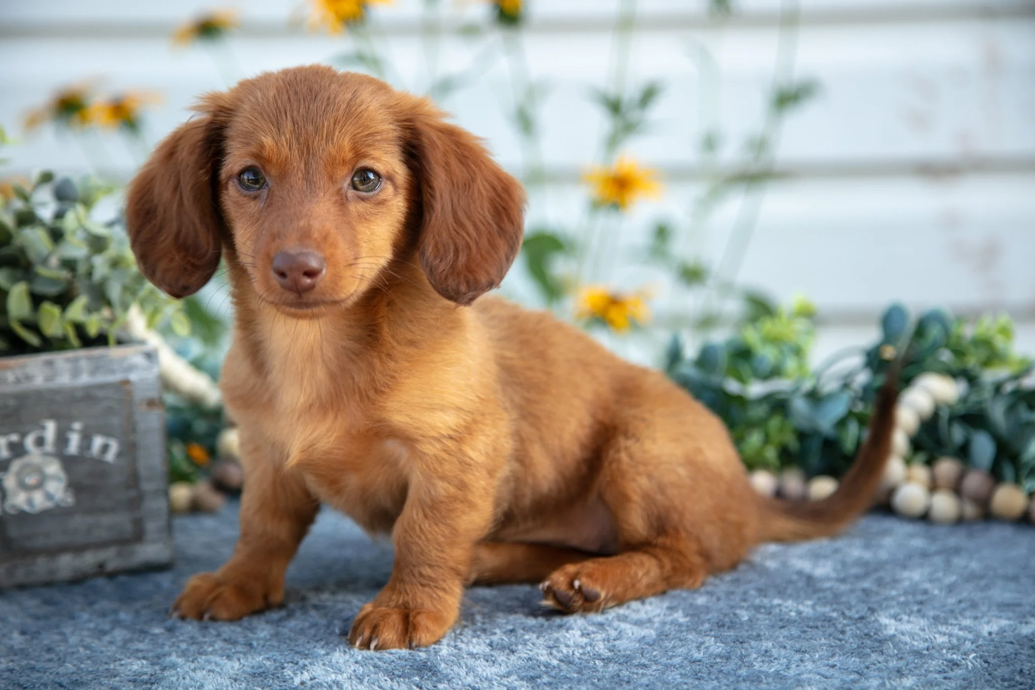 Maggie - $1050